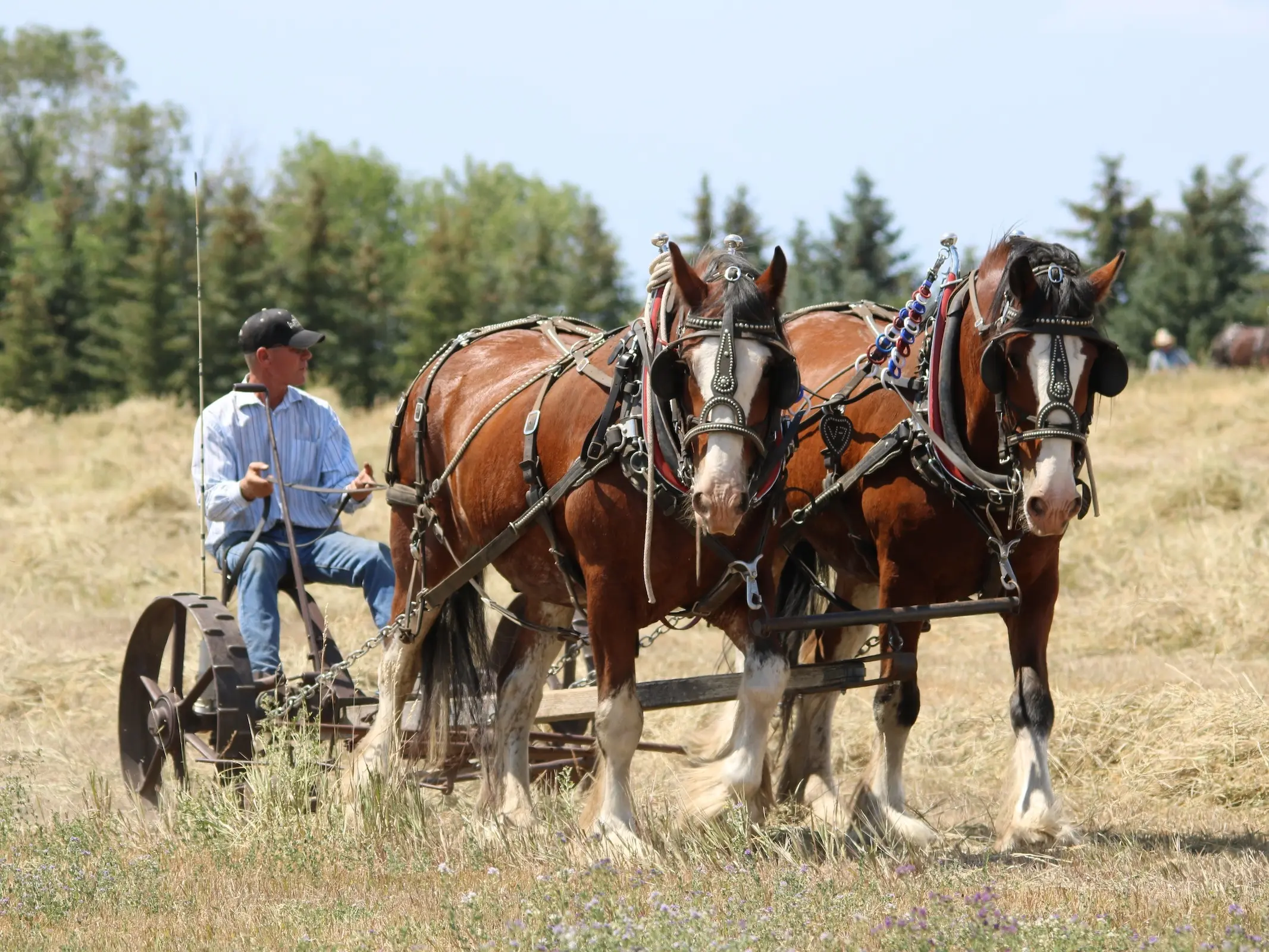 American Clydesdale Horse