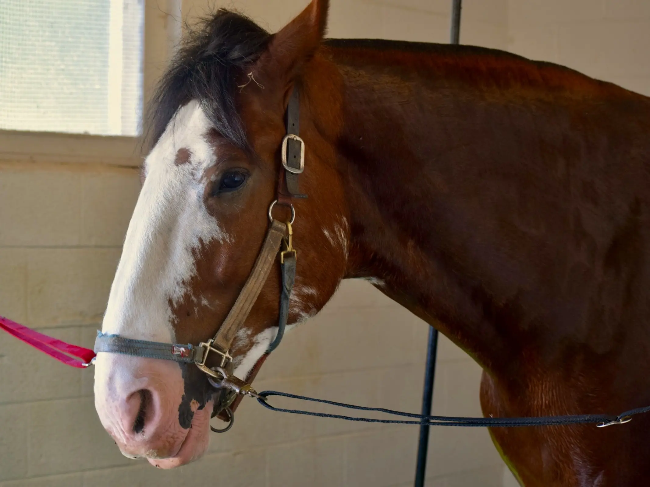 American Clydesdale Horse