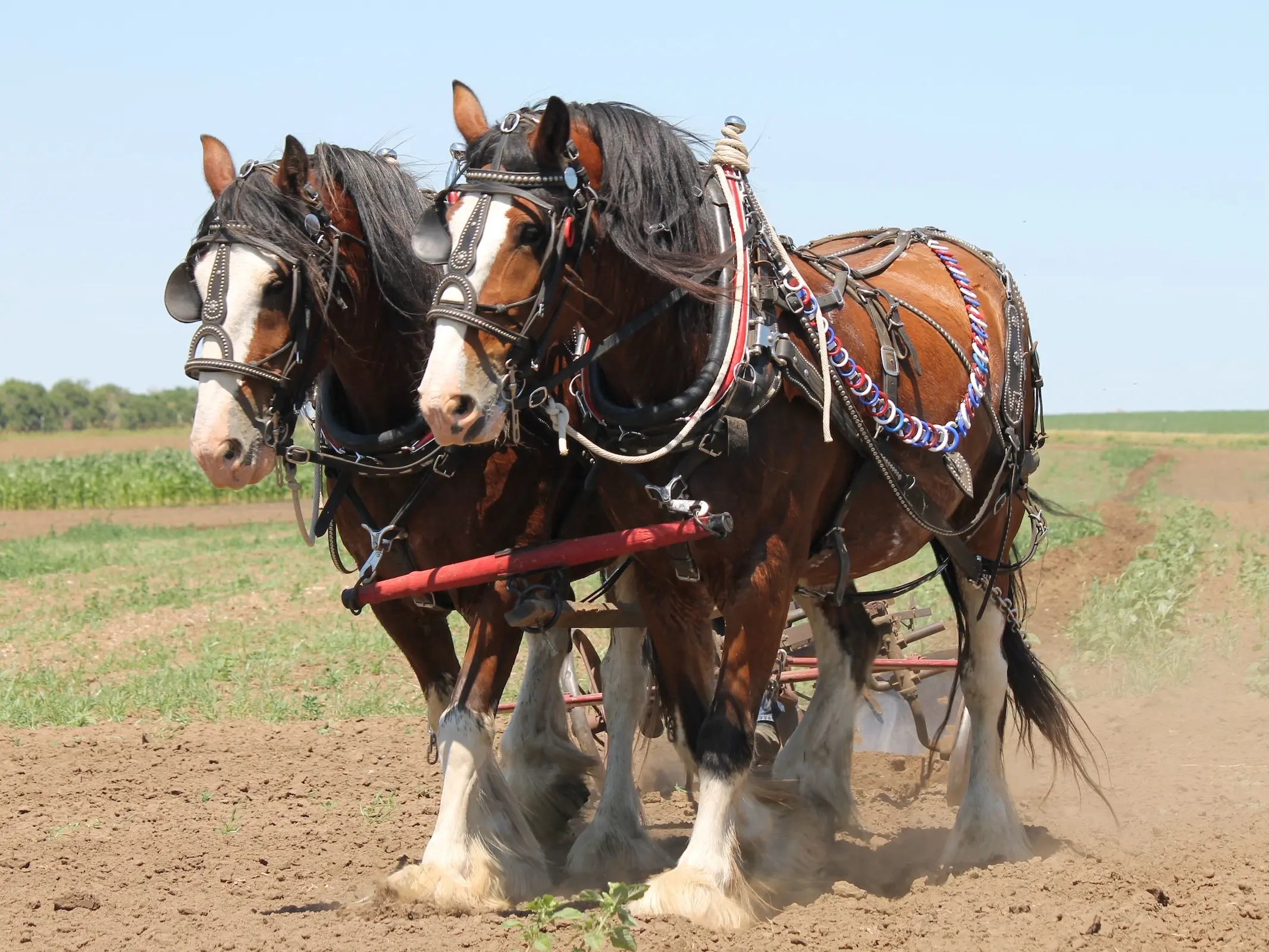 Bay American Clydesdale team pulling farm equipment