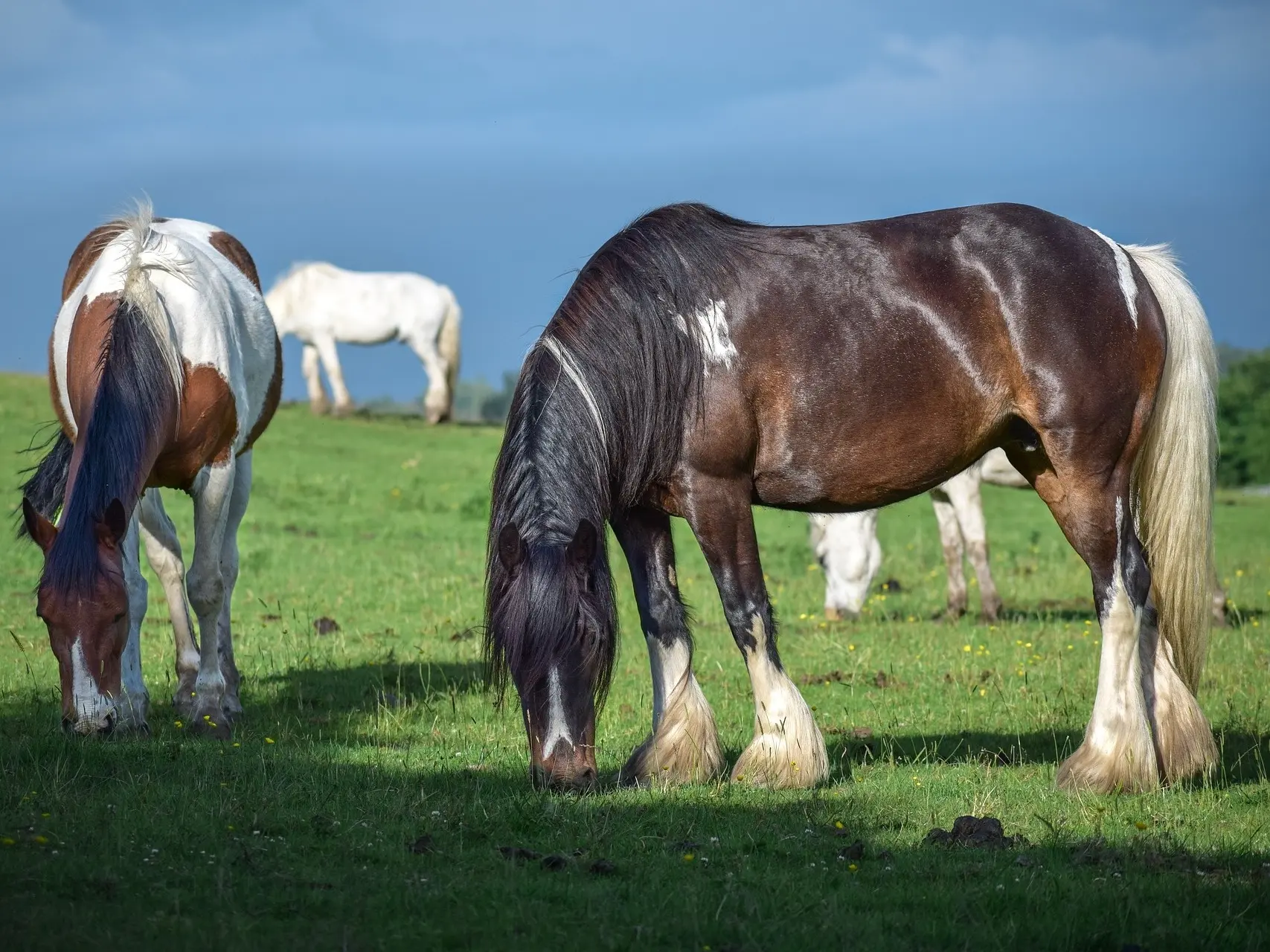 Pinto American Drum horses grazing