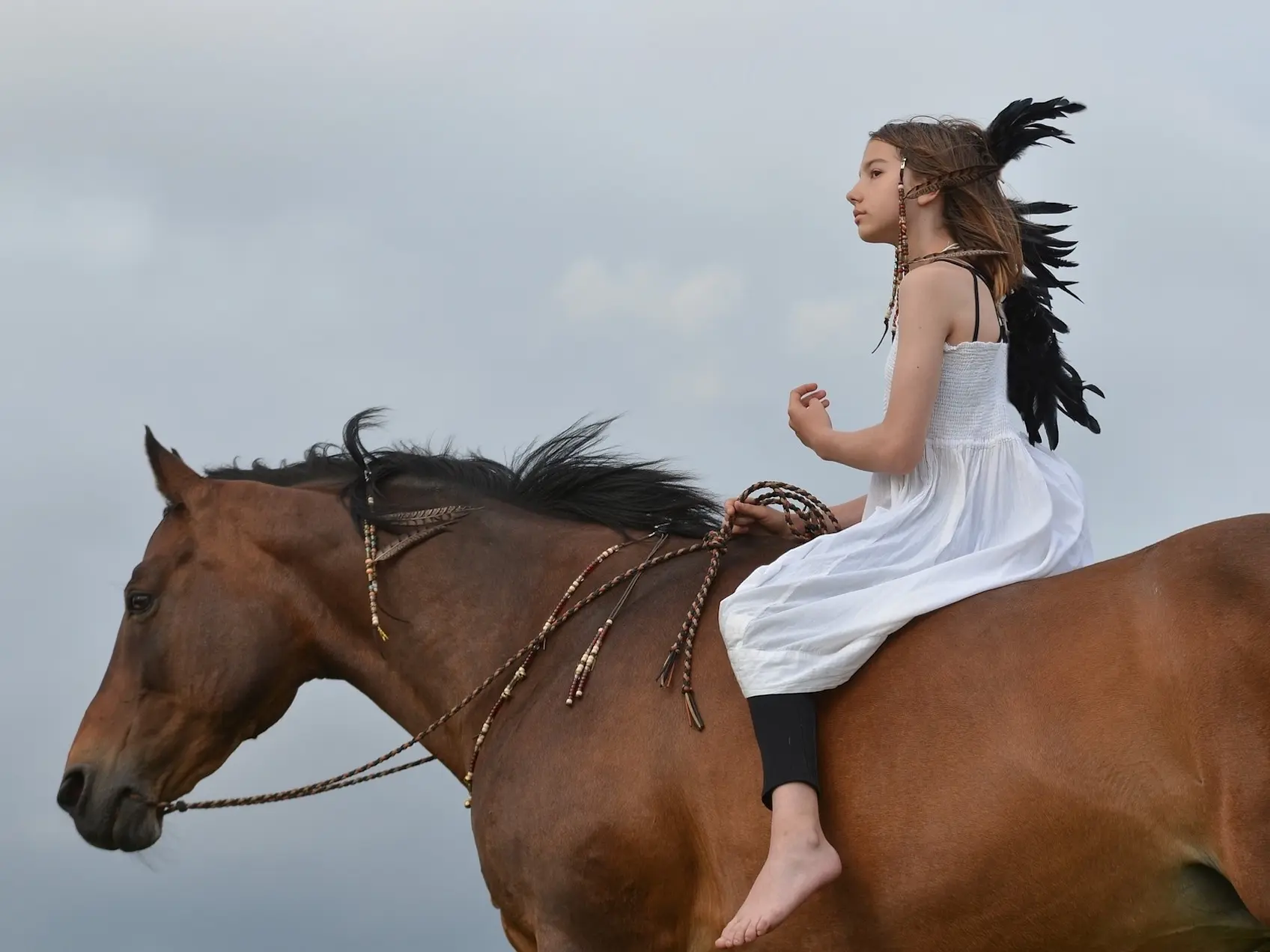 American Indian Horse