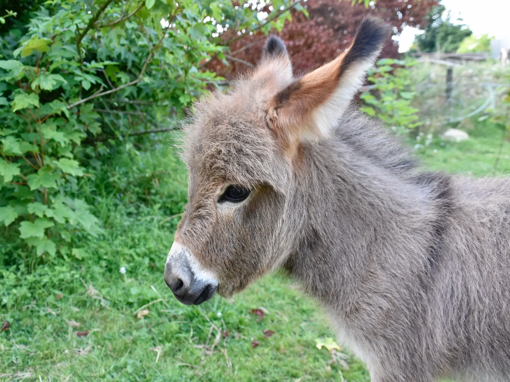 American Miniature Mediterranean Donkey