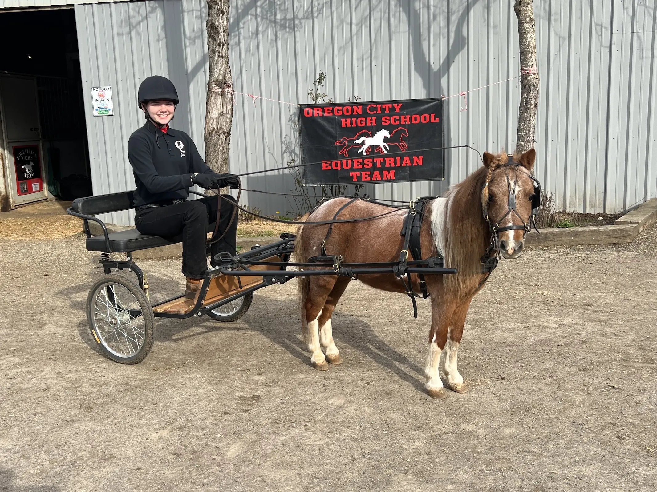 American Miniature Horse