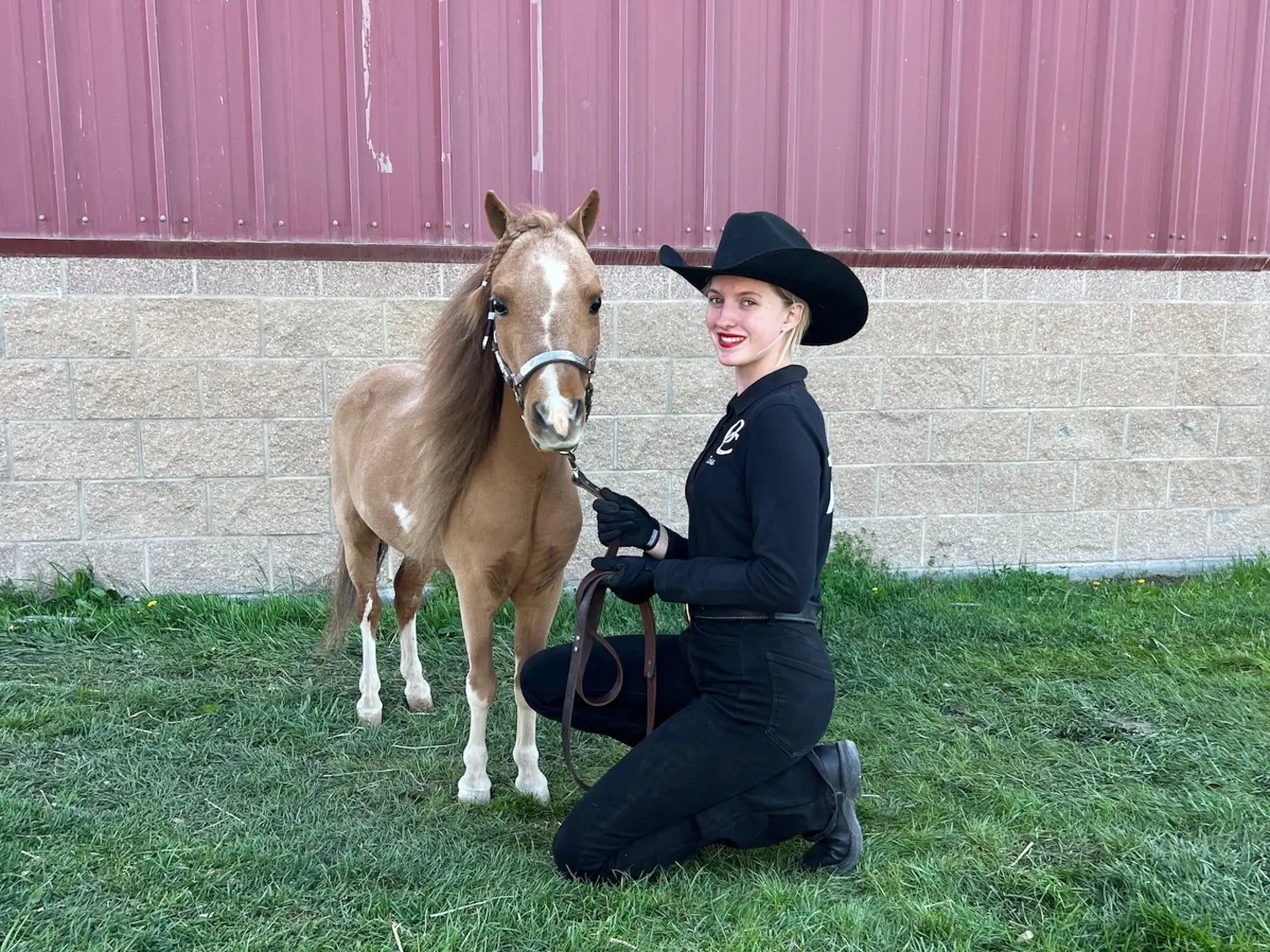 American Miniature Horse