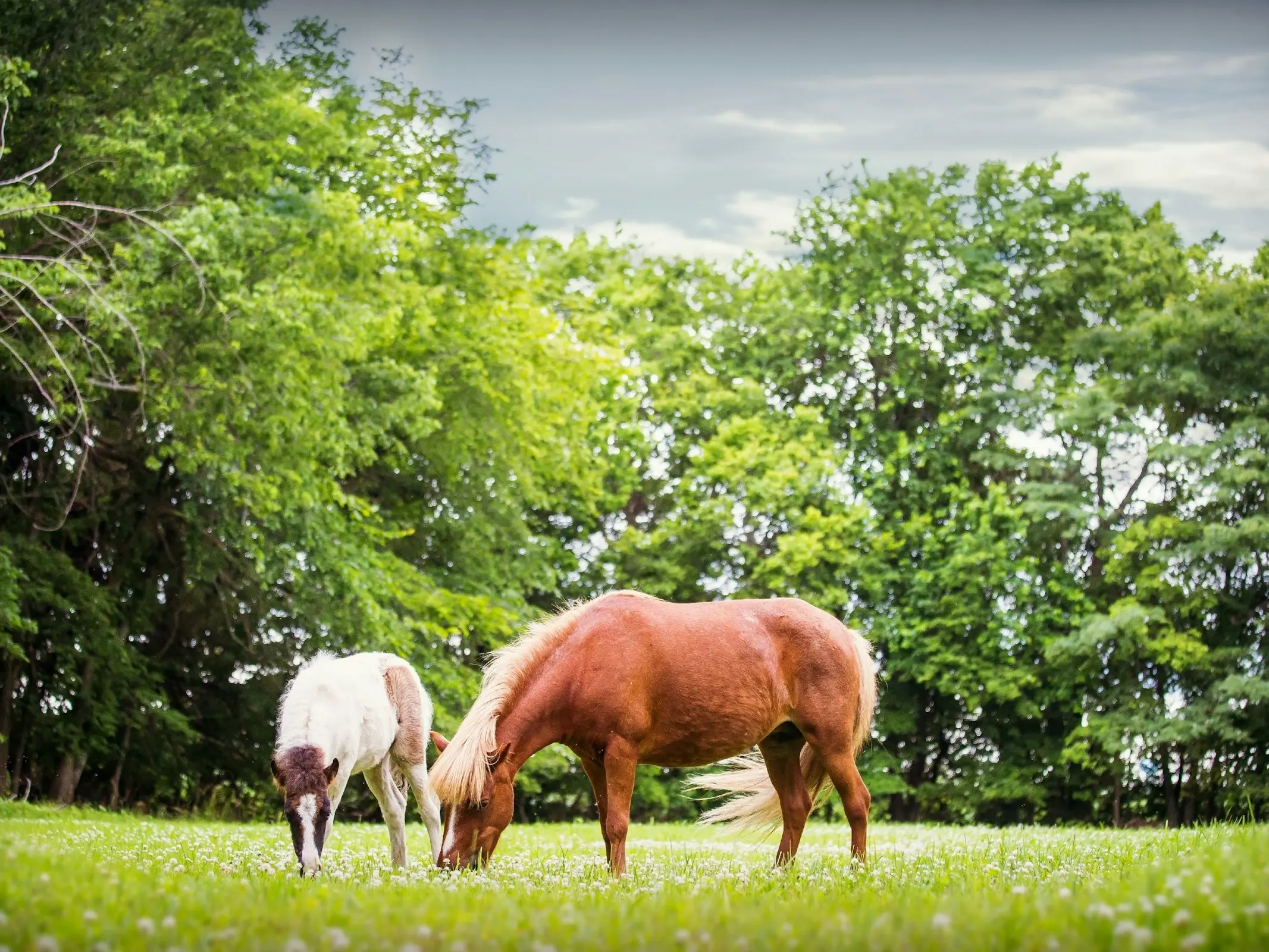 American Miniature Horse