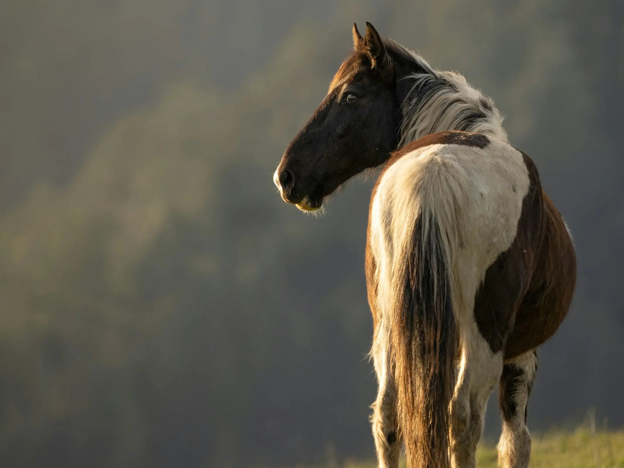 American Mustang Horse