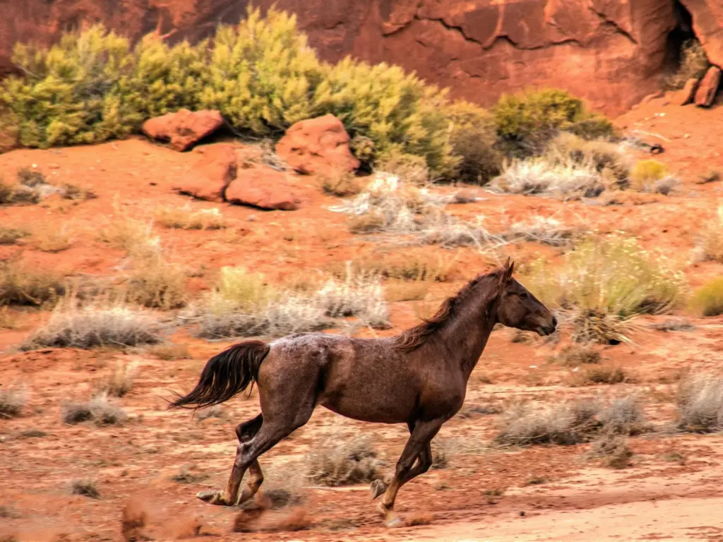Mustang running in the desert