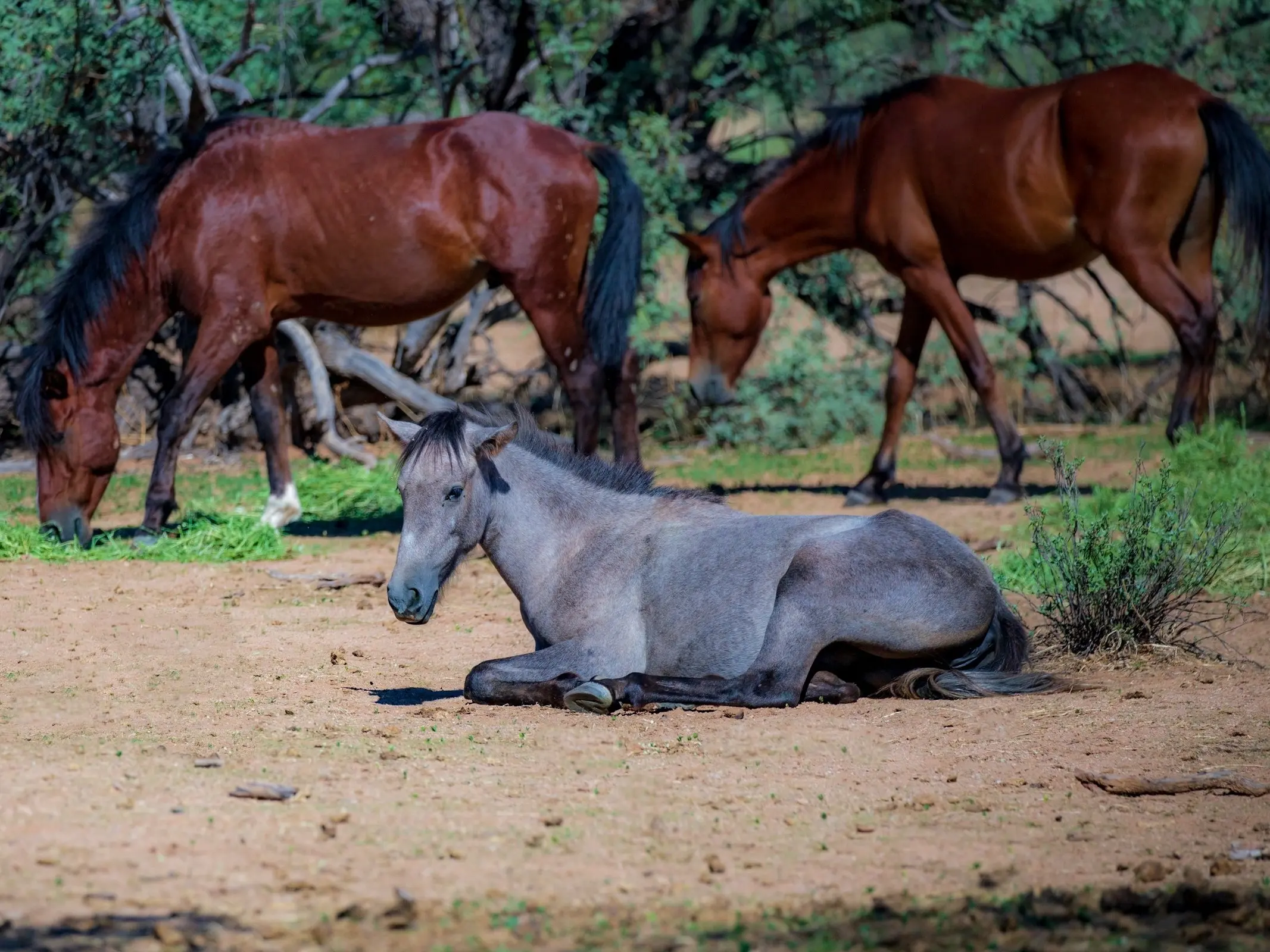 American Mustang Horse