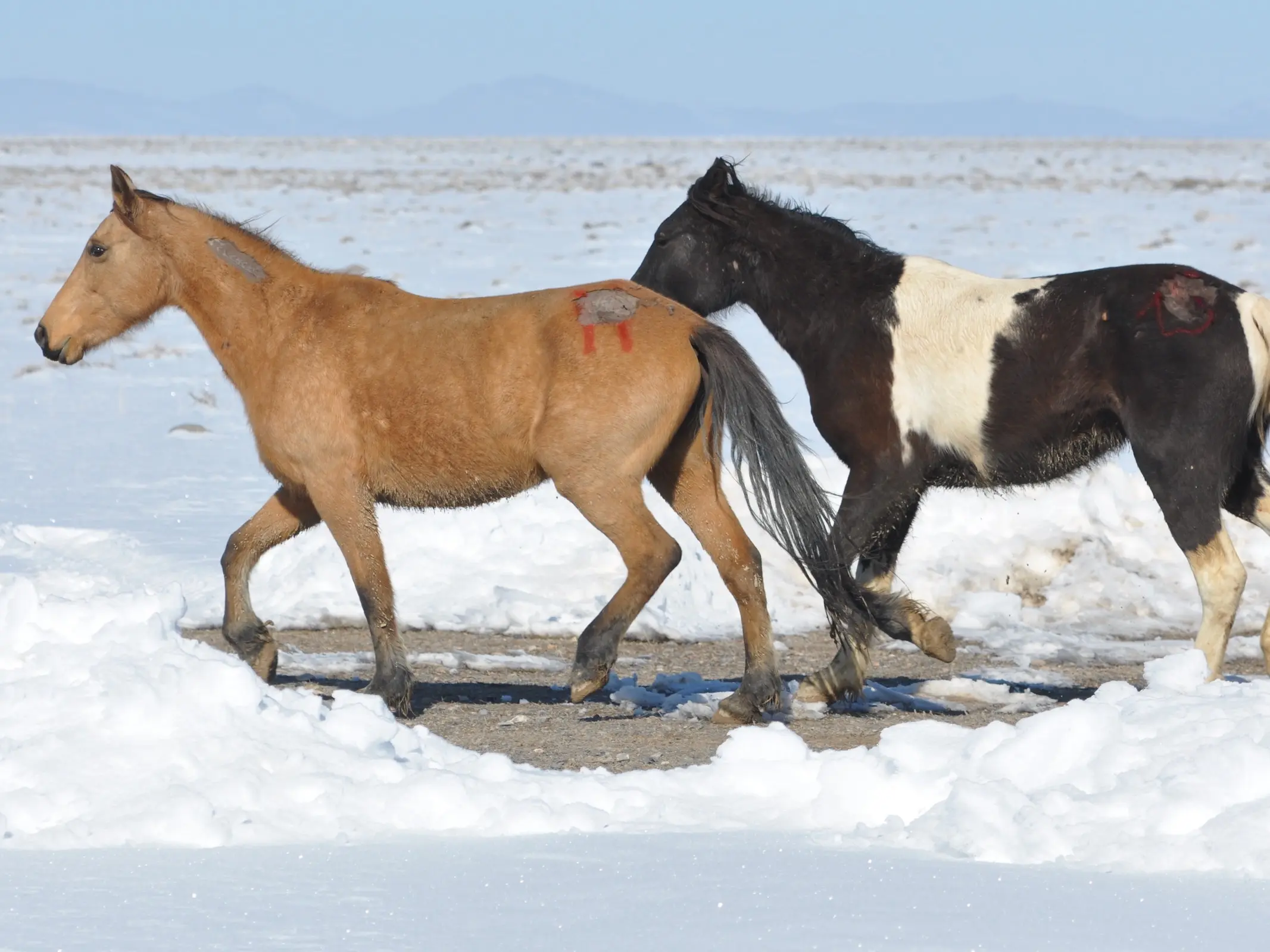 American Mustang Horse