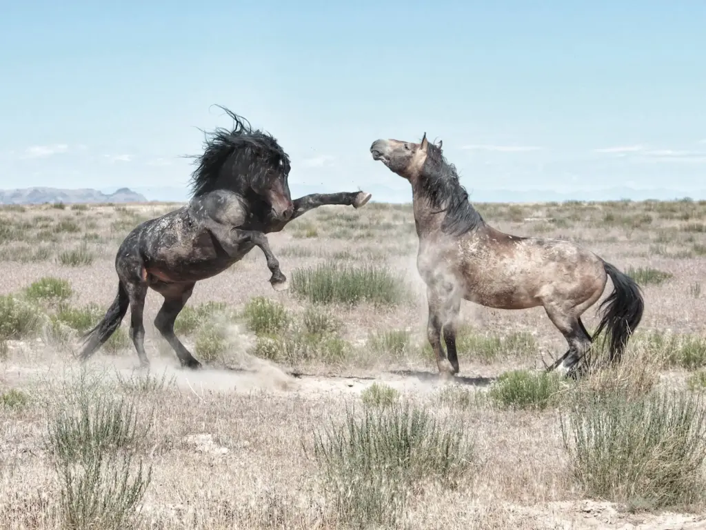 Two mustangs fighting