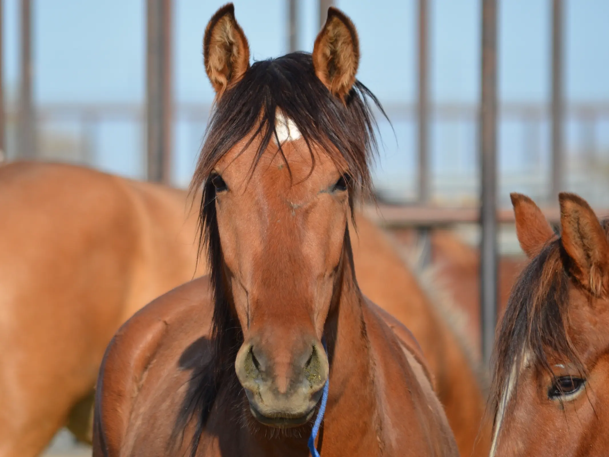 American Mustang Horse