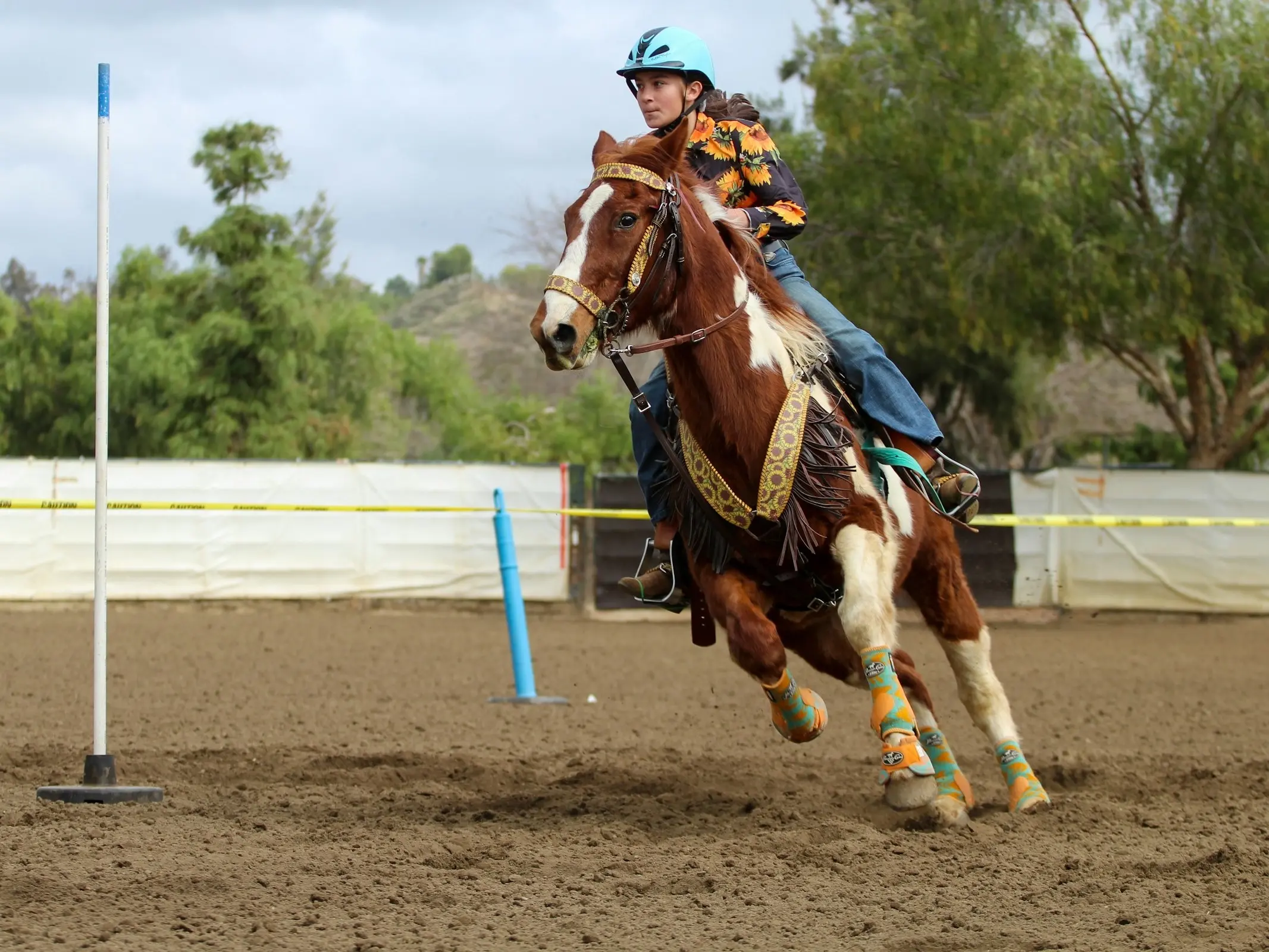 American Paint Horse