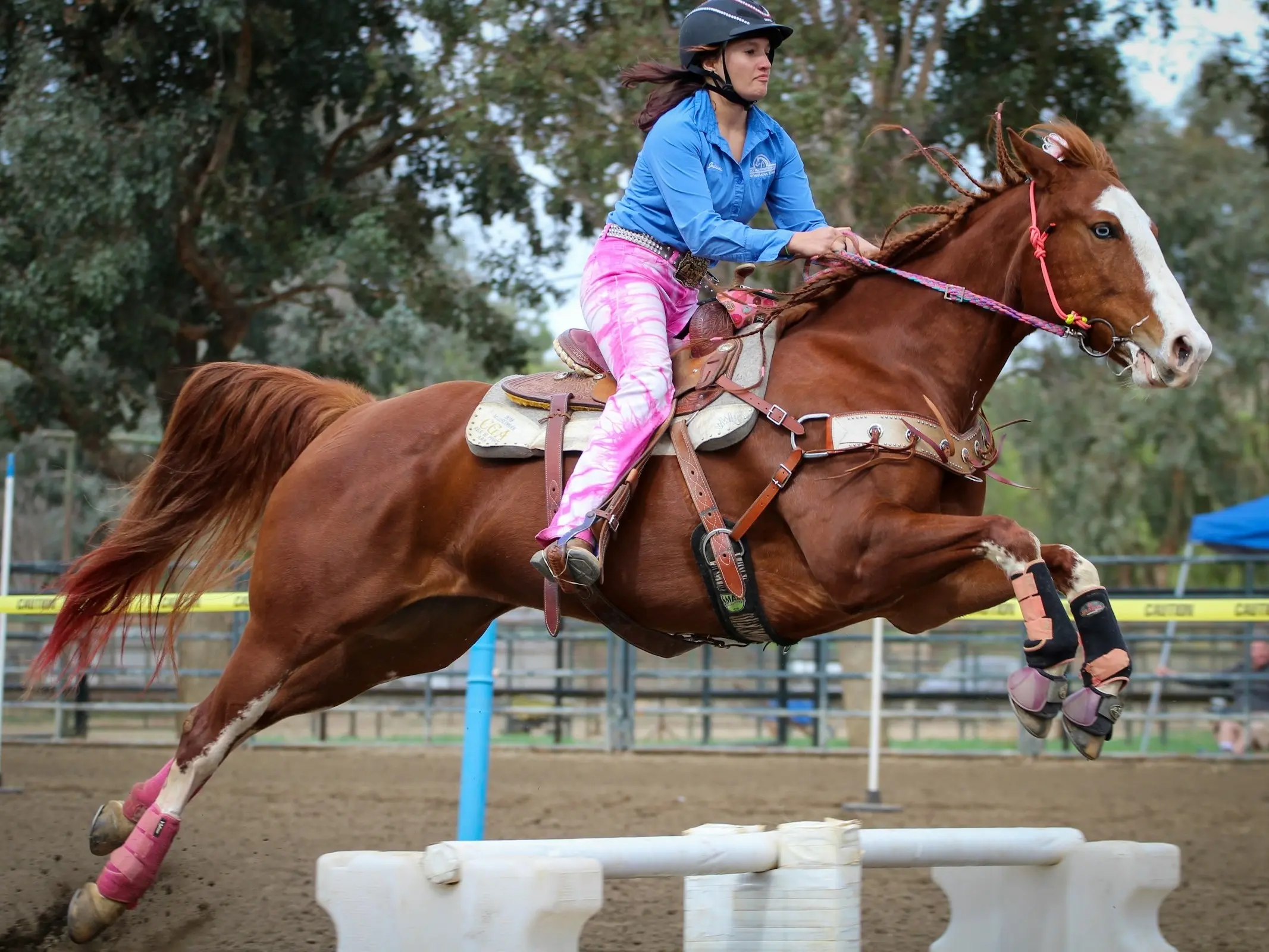 American Paint Horse