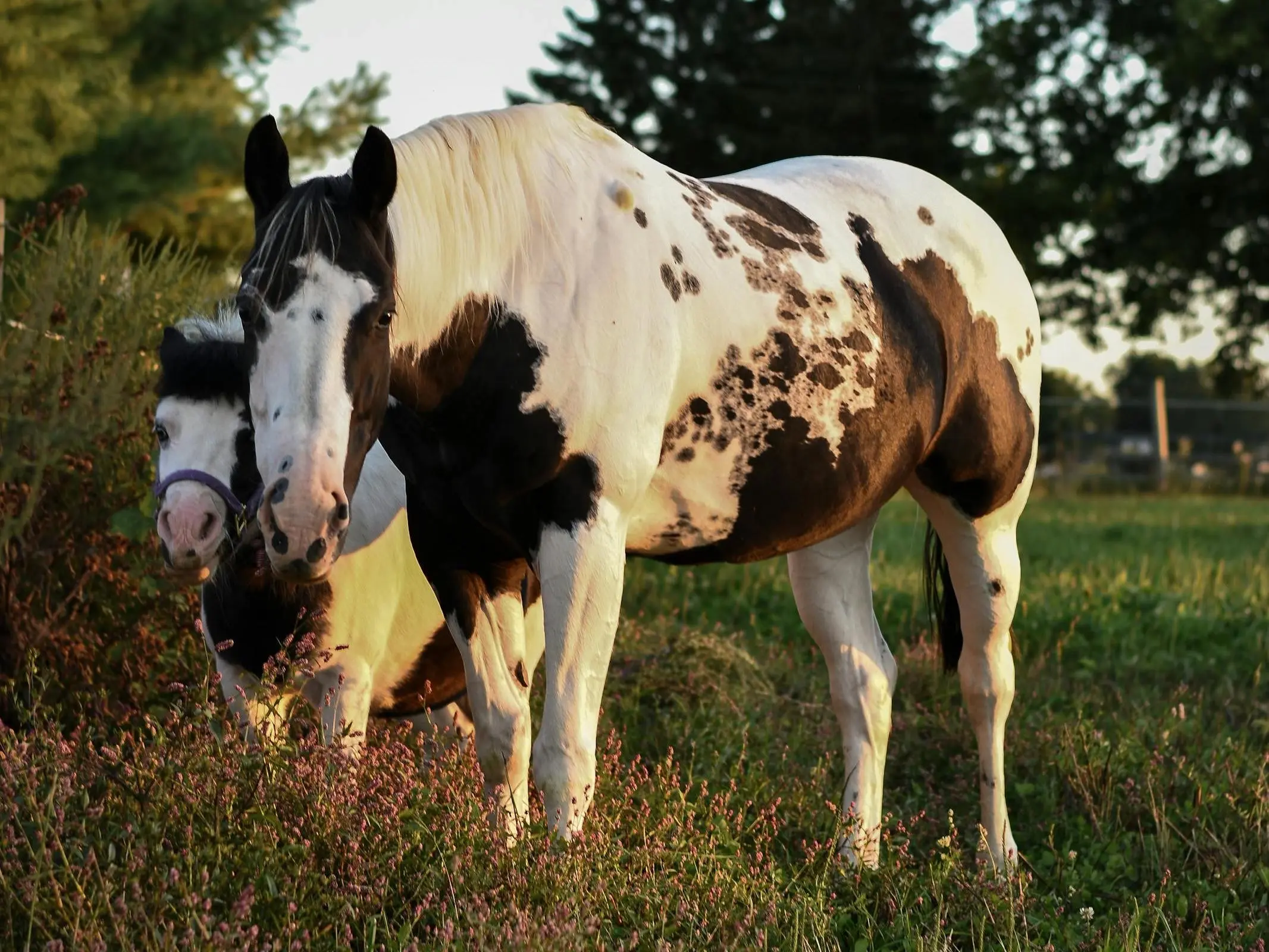 American Paint Horse