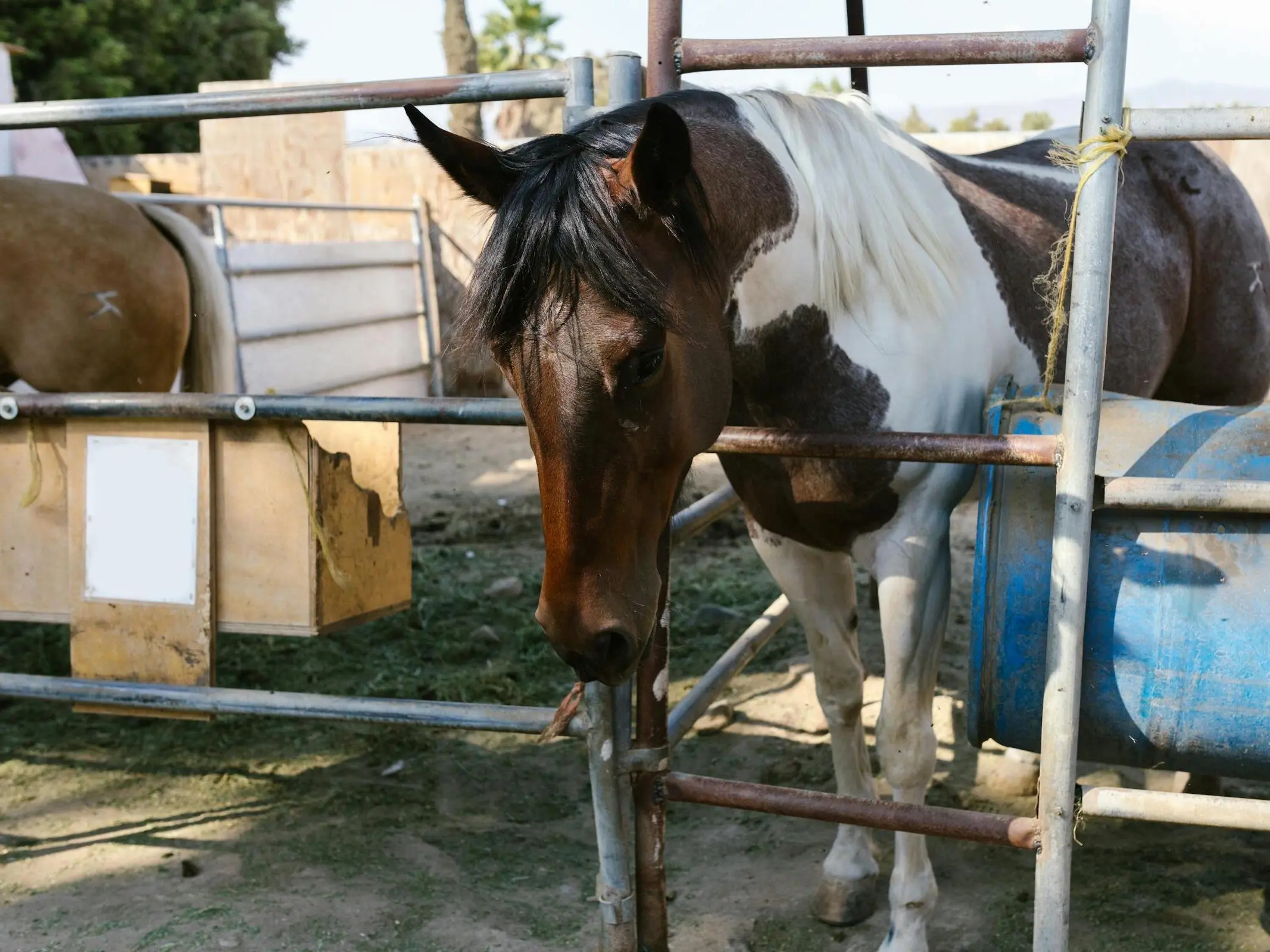 American Paint Horse