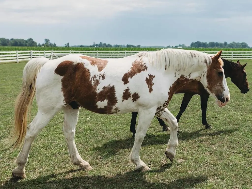 American Paint Horse