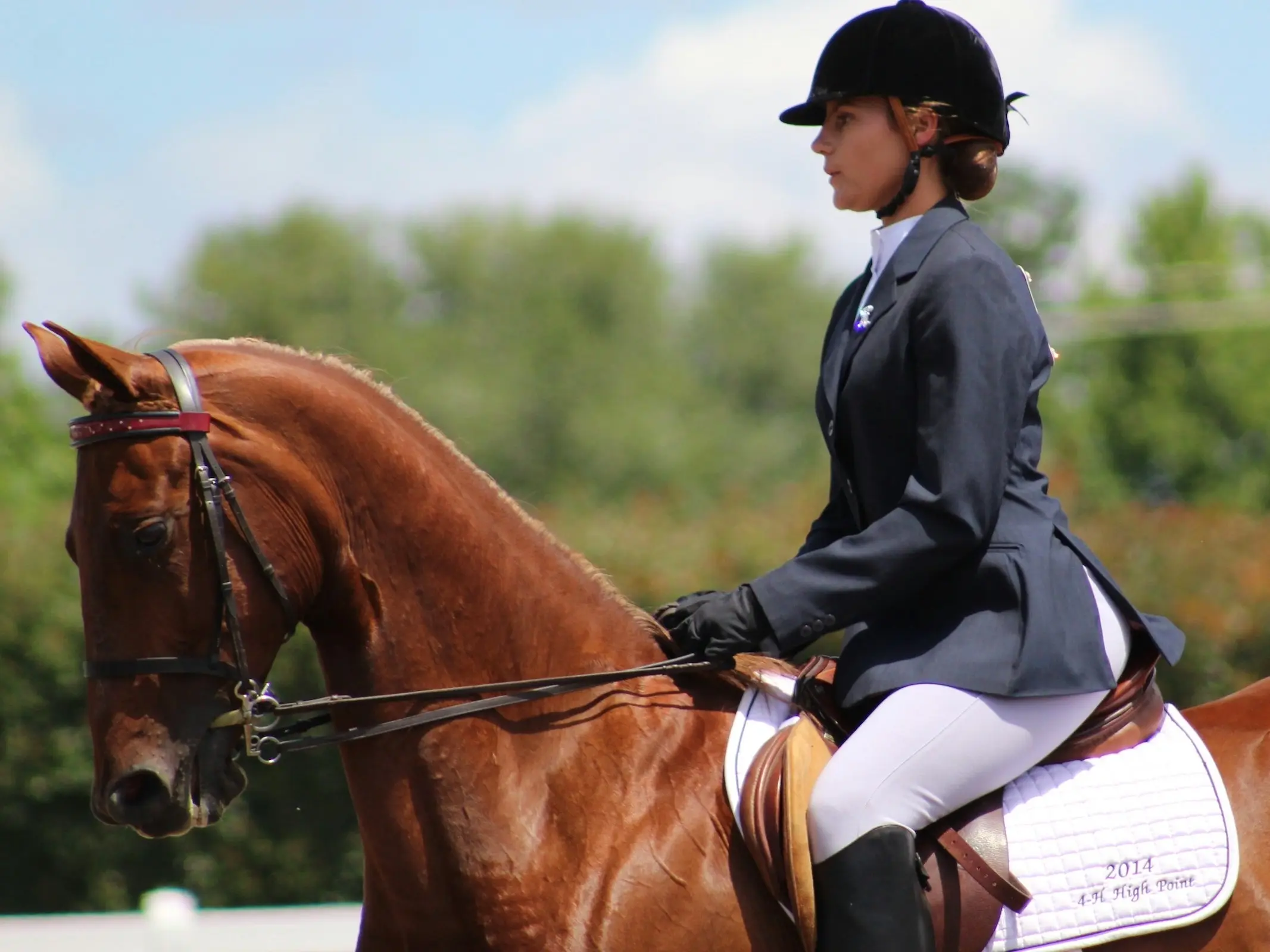 American Saddlebred