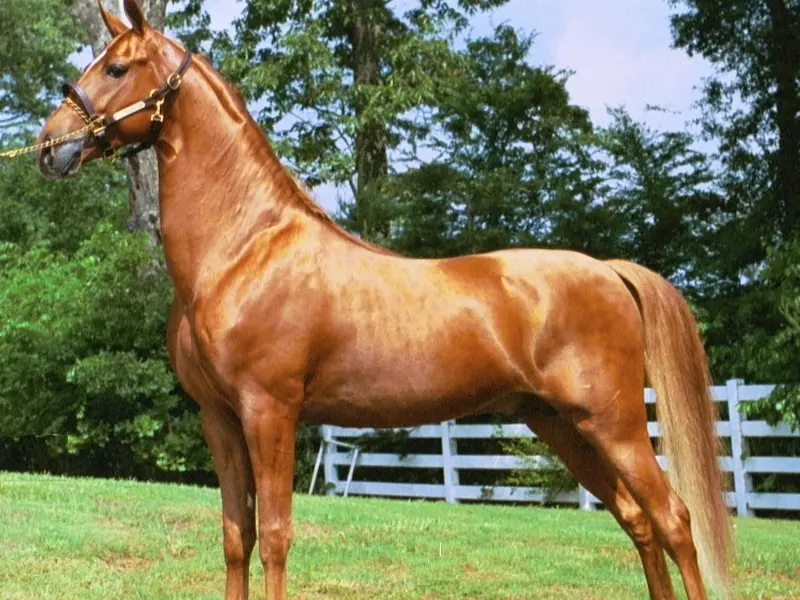 American Saddlebred