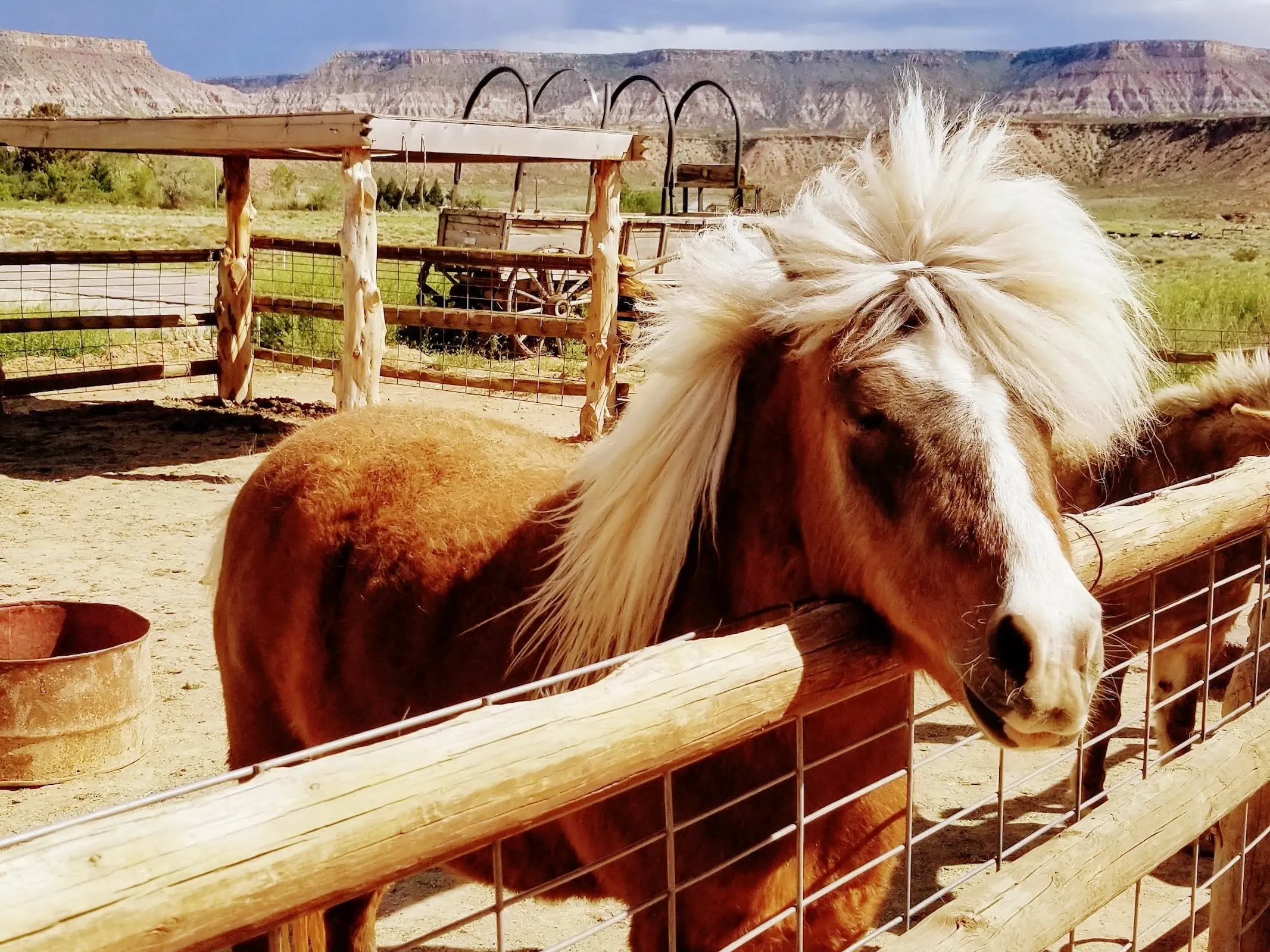 American Shetland Pony