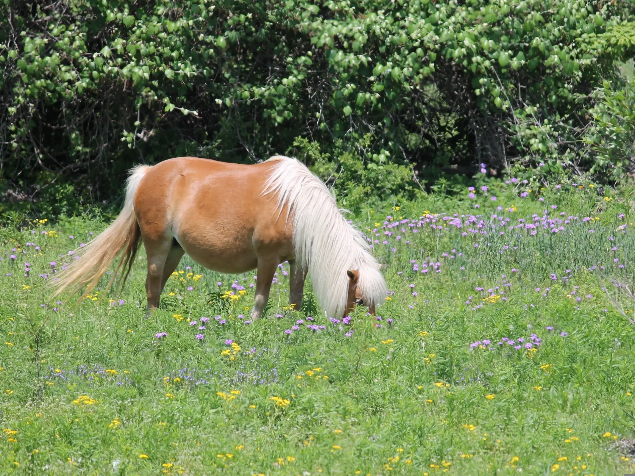 American Shetland Pony