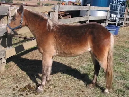 American Shetland