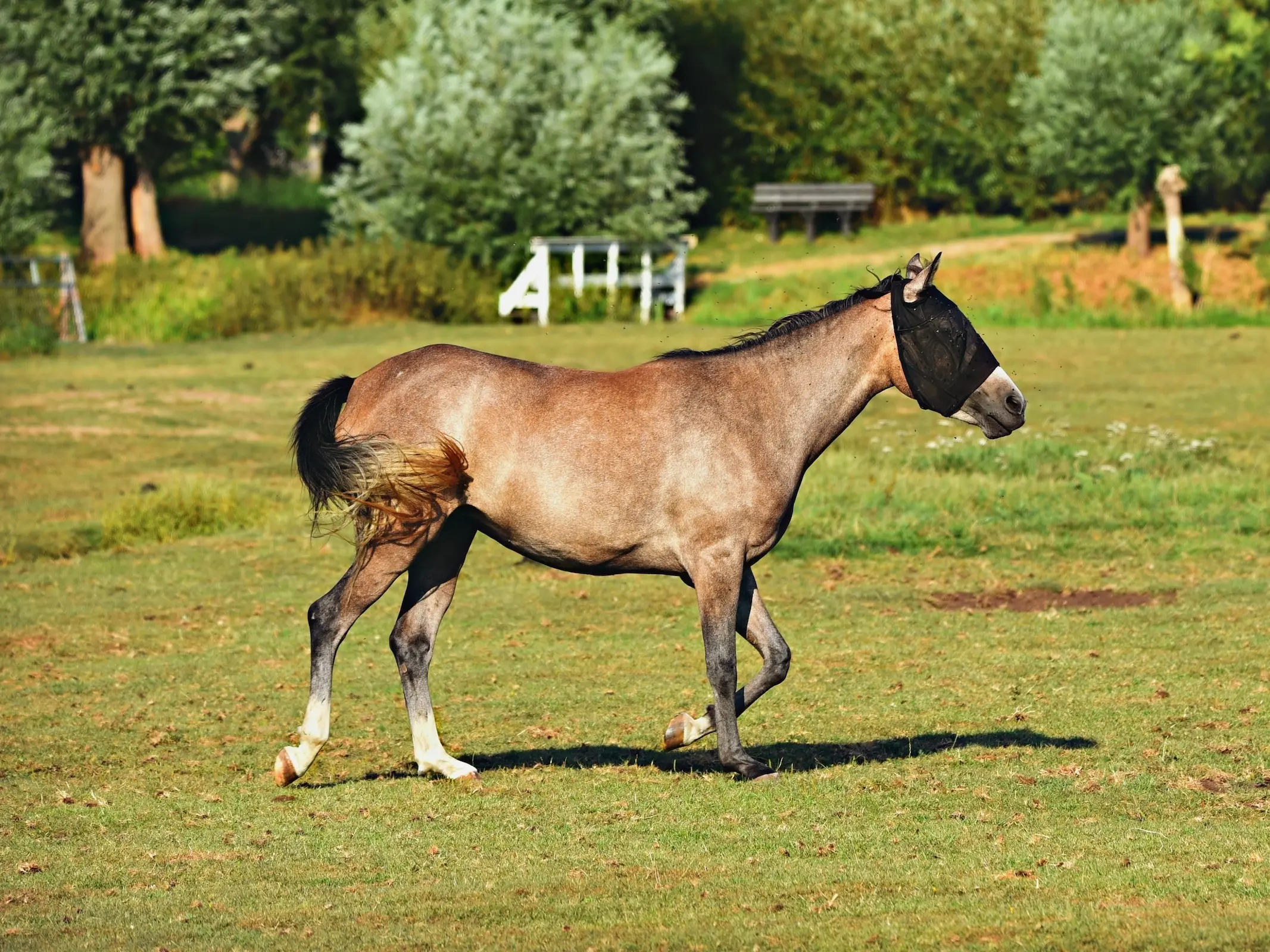 American Sport Pony