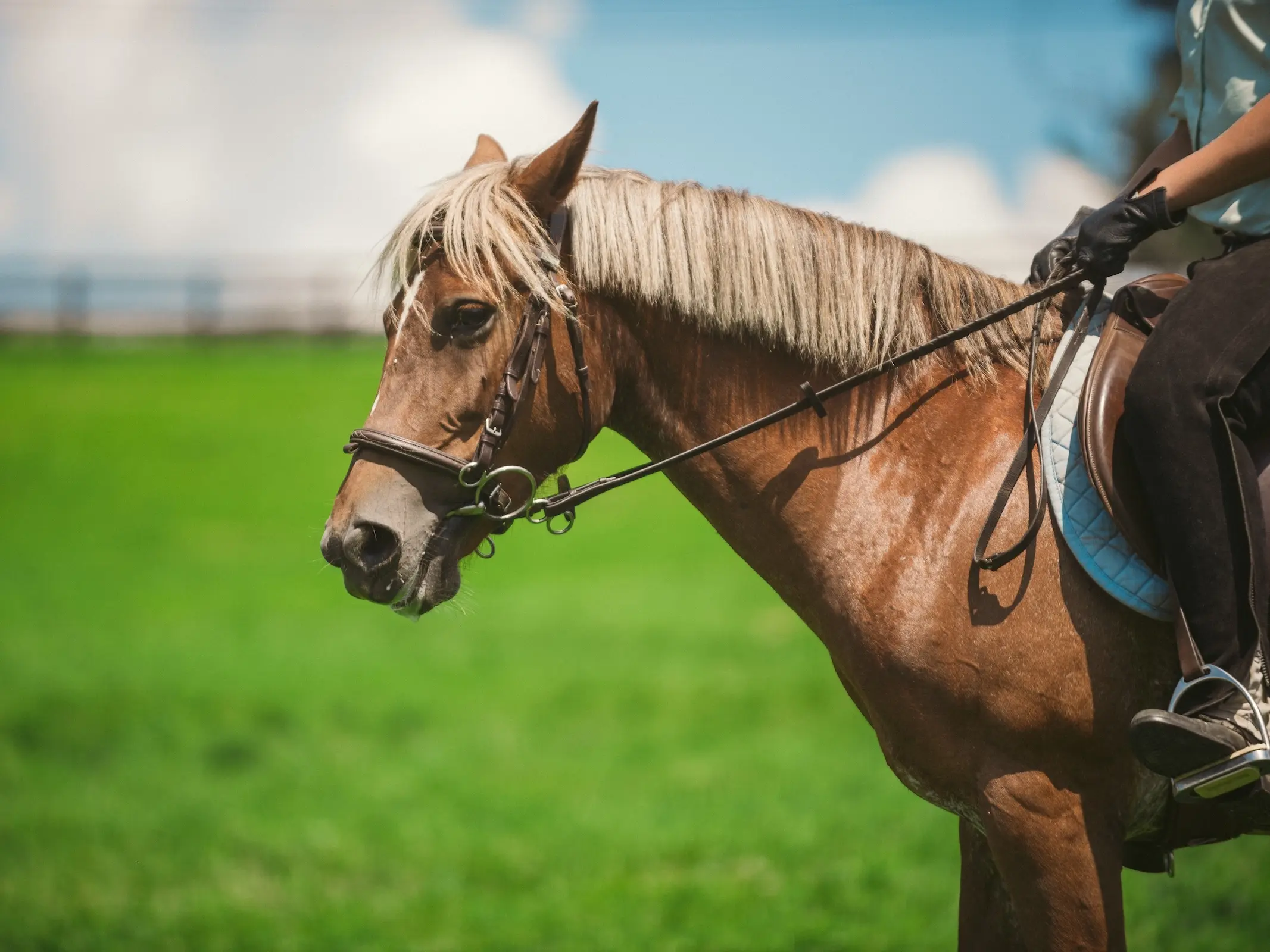 American Sport Pony