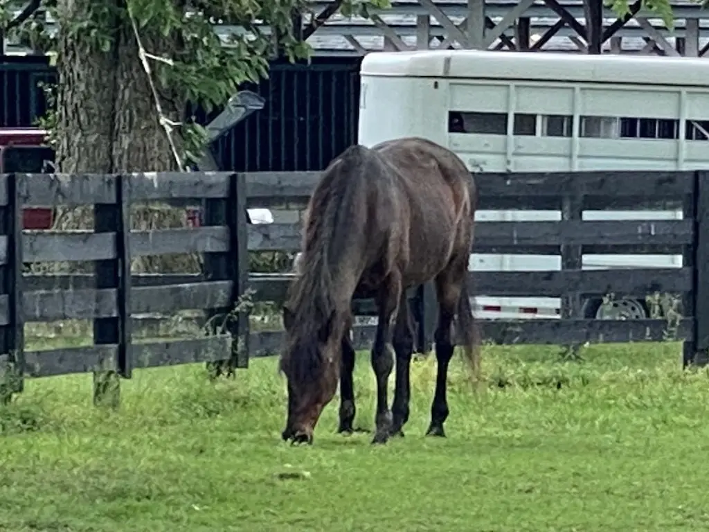 American Standardbred