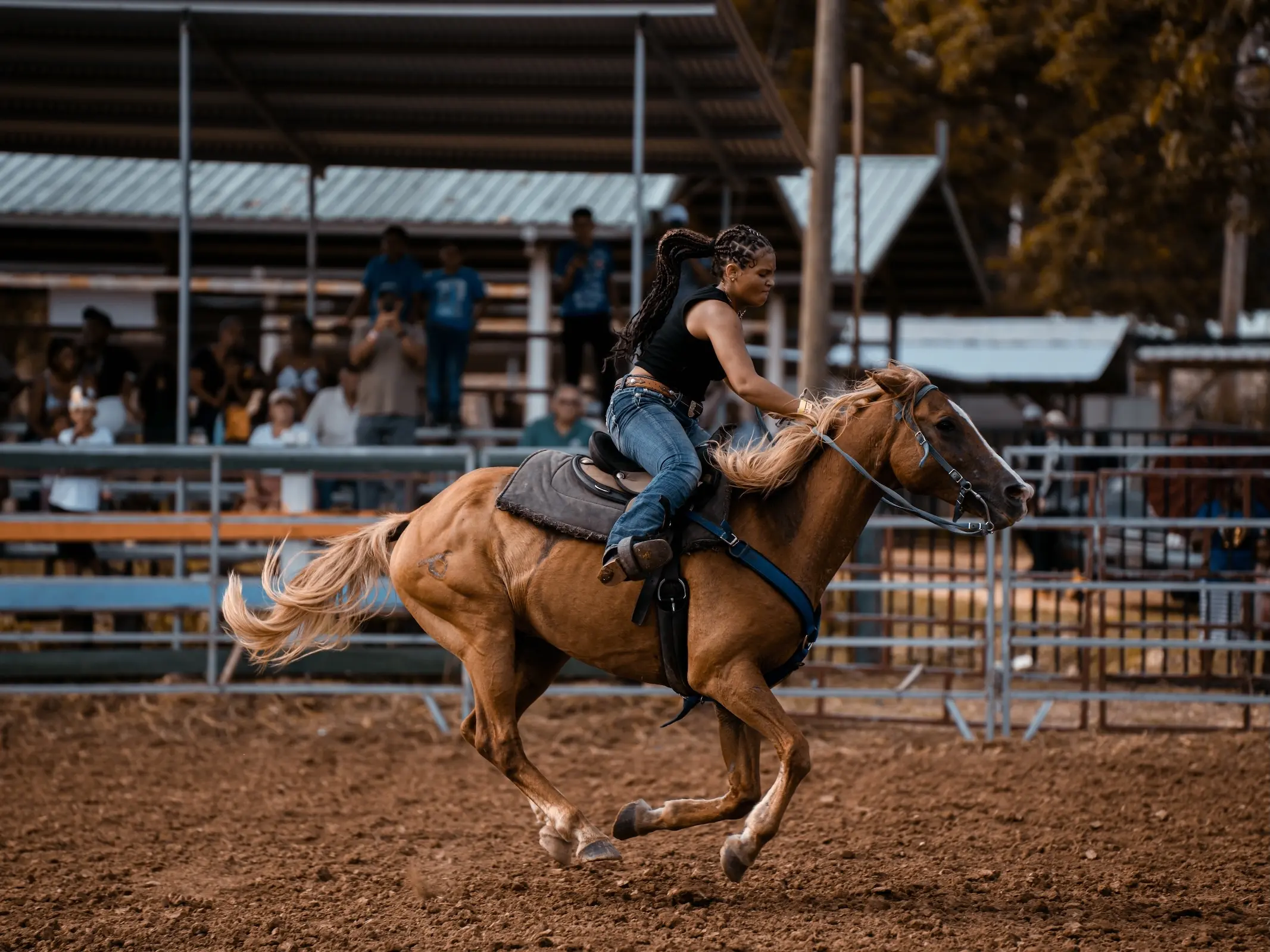 American Stock Horse