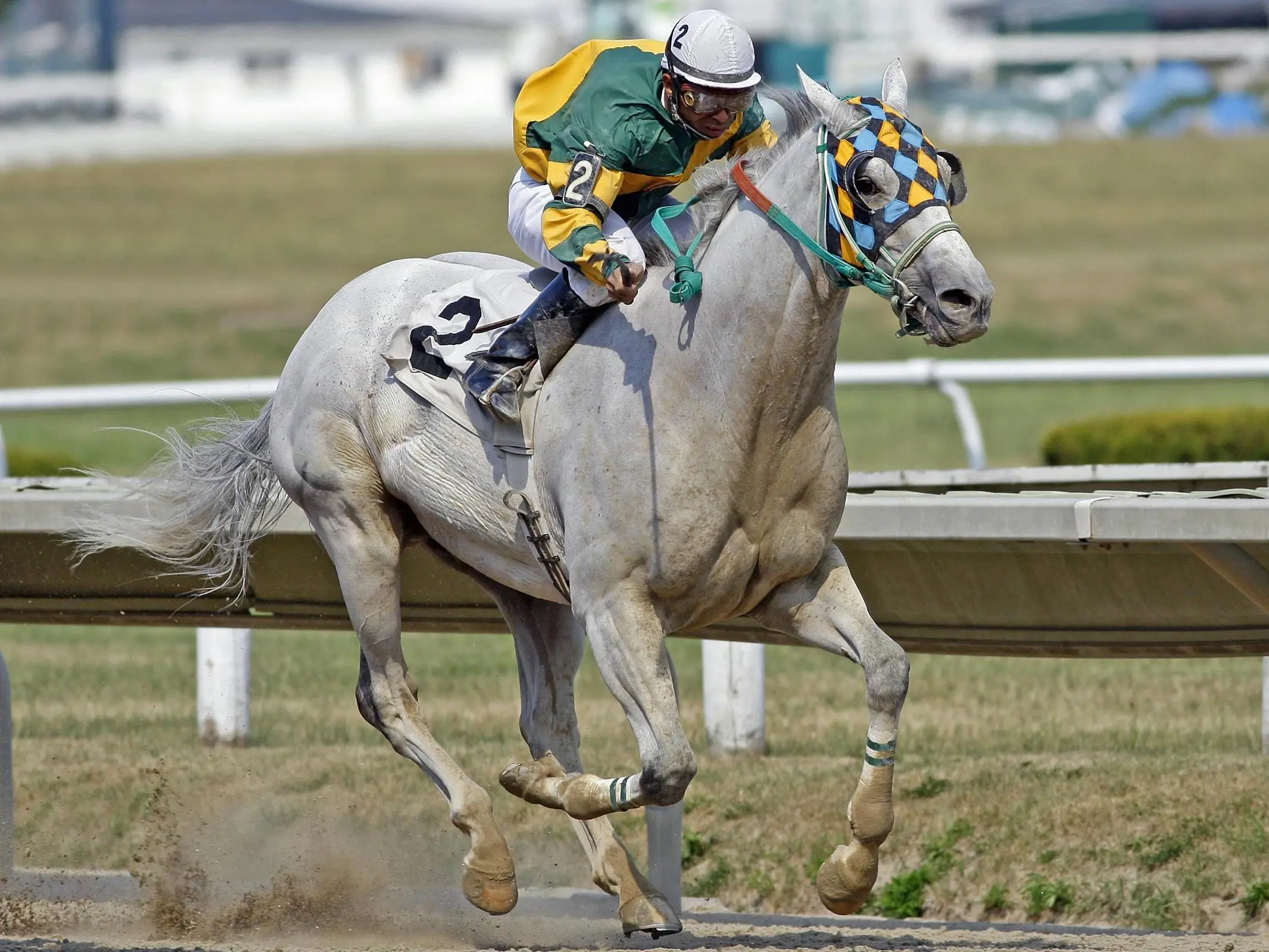 American Thoroughbred Horse