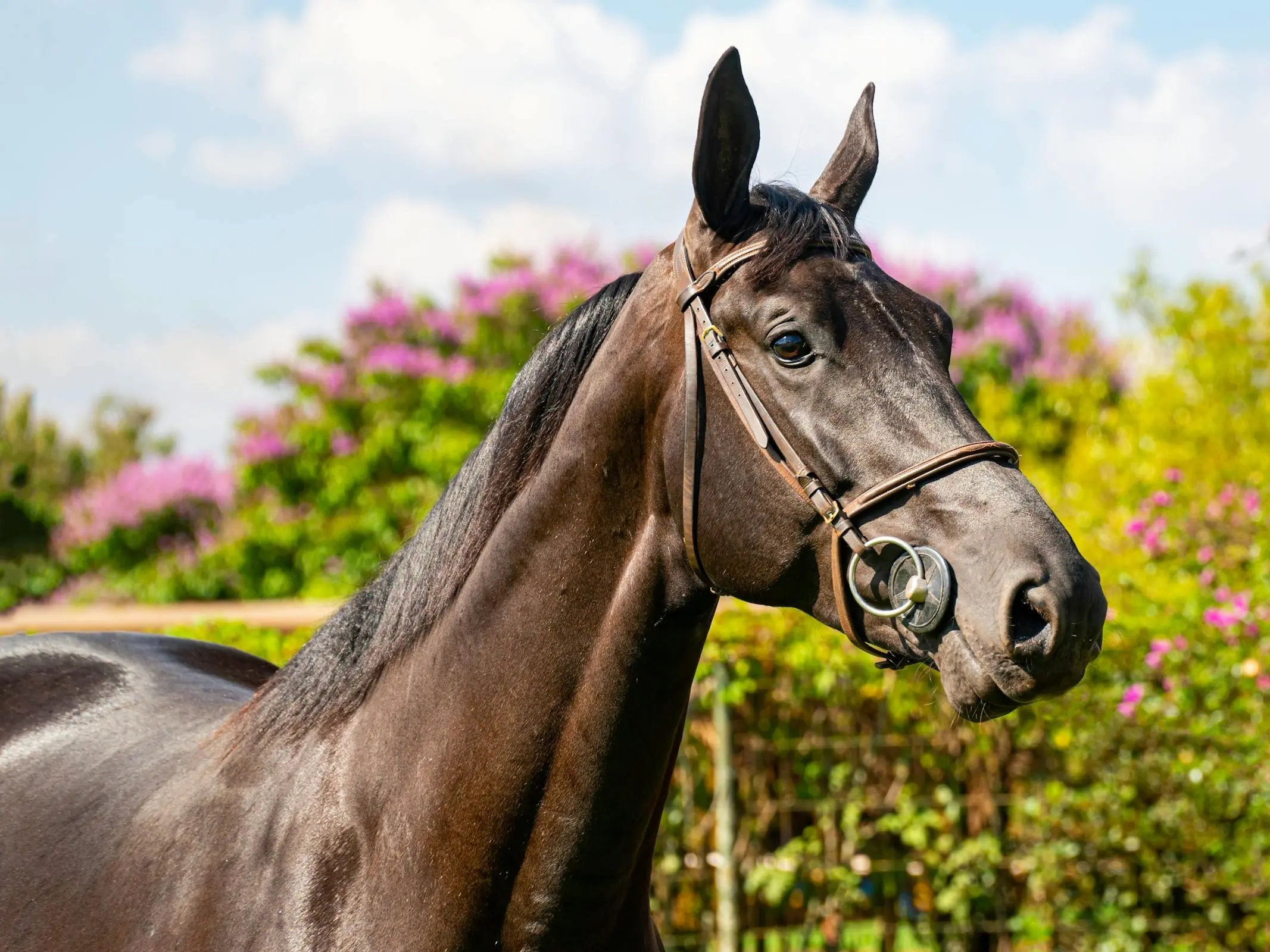 American Thoroughbred Horse