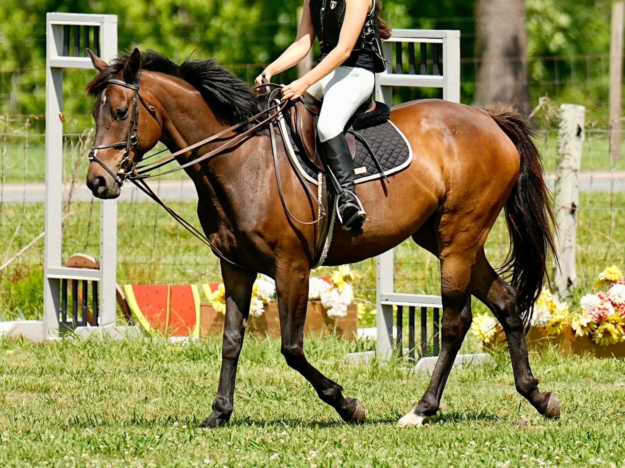 American Thoroughbred Horse