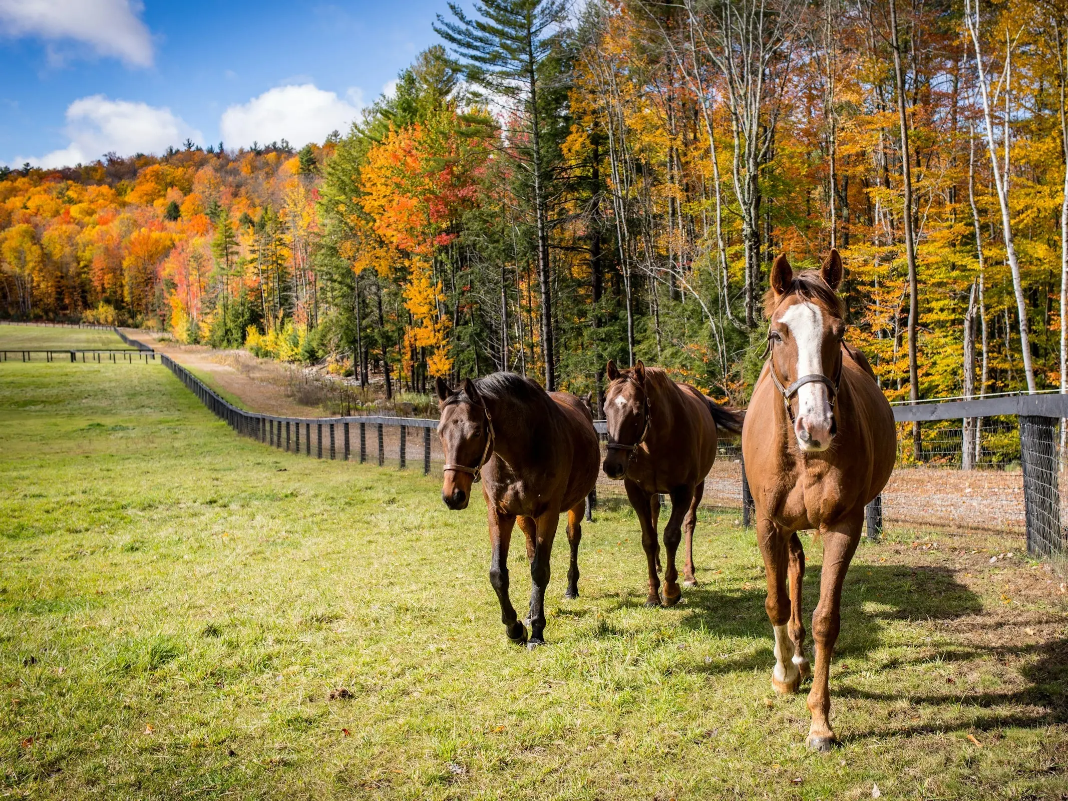 American Thoroughbred Horse