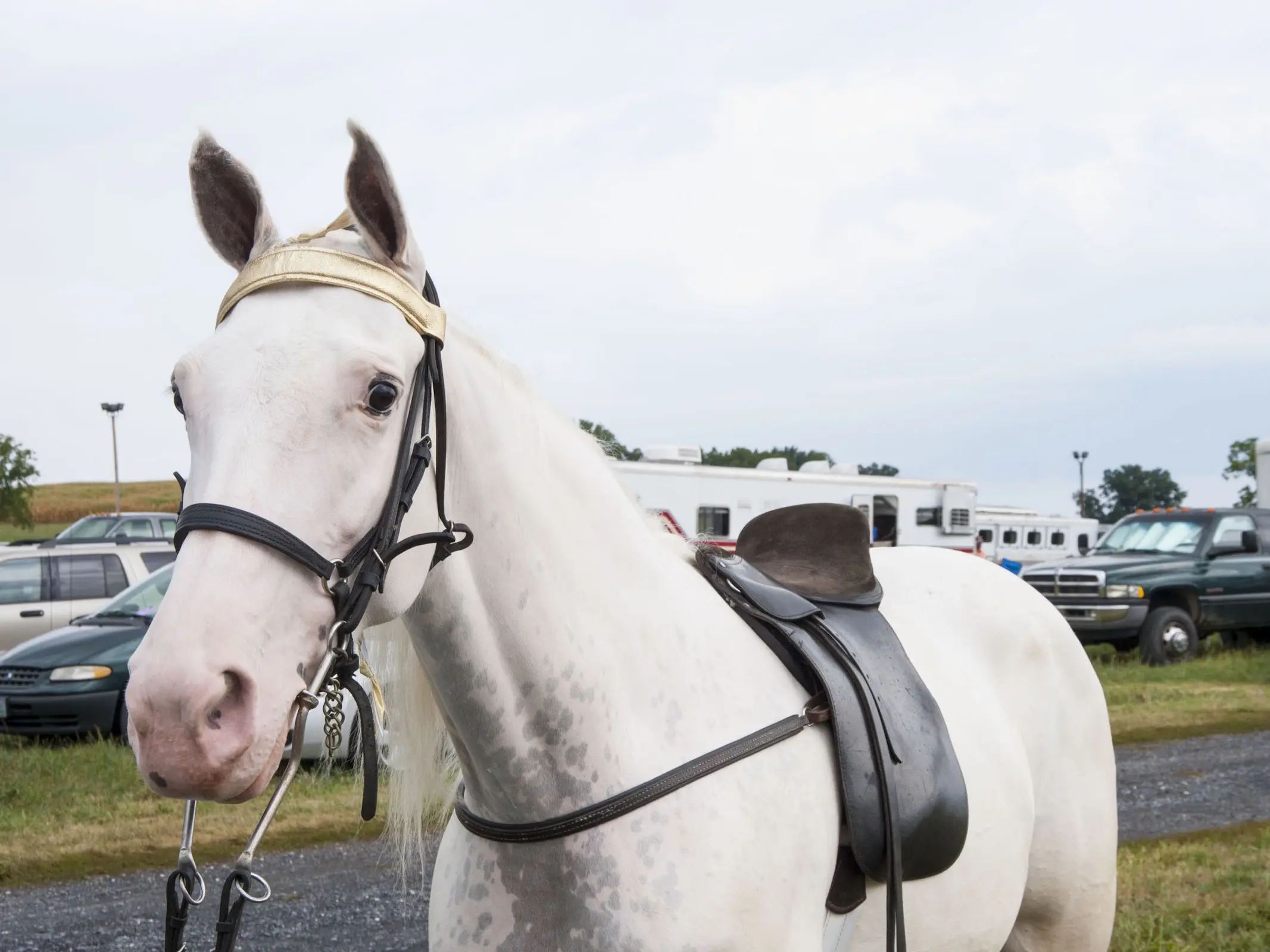 American Walking Pony