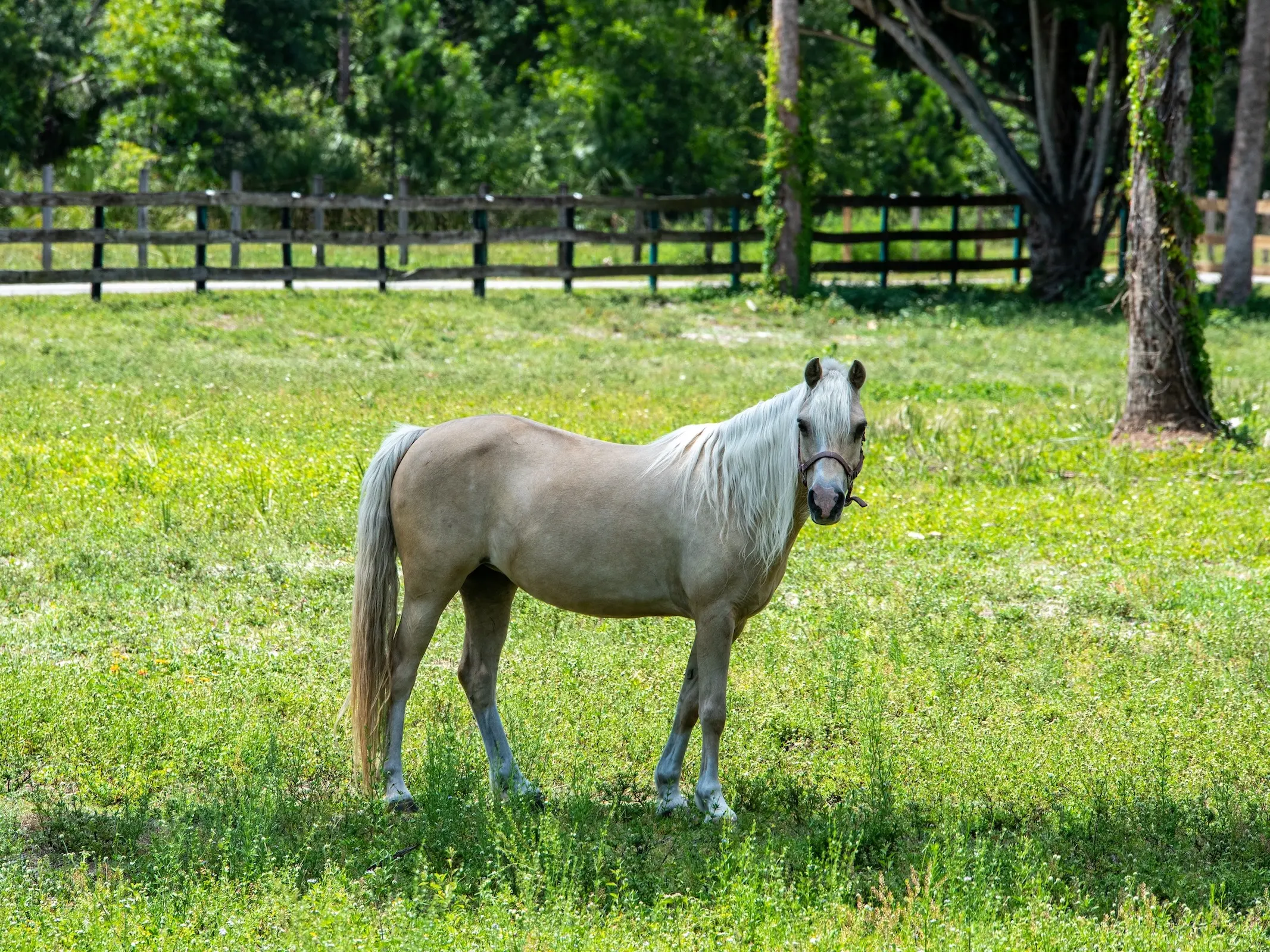 American Walking Pony