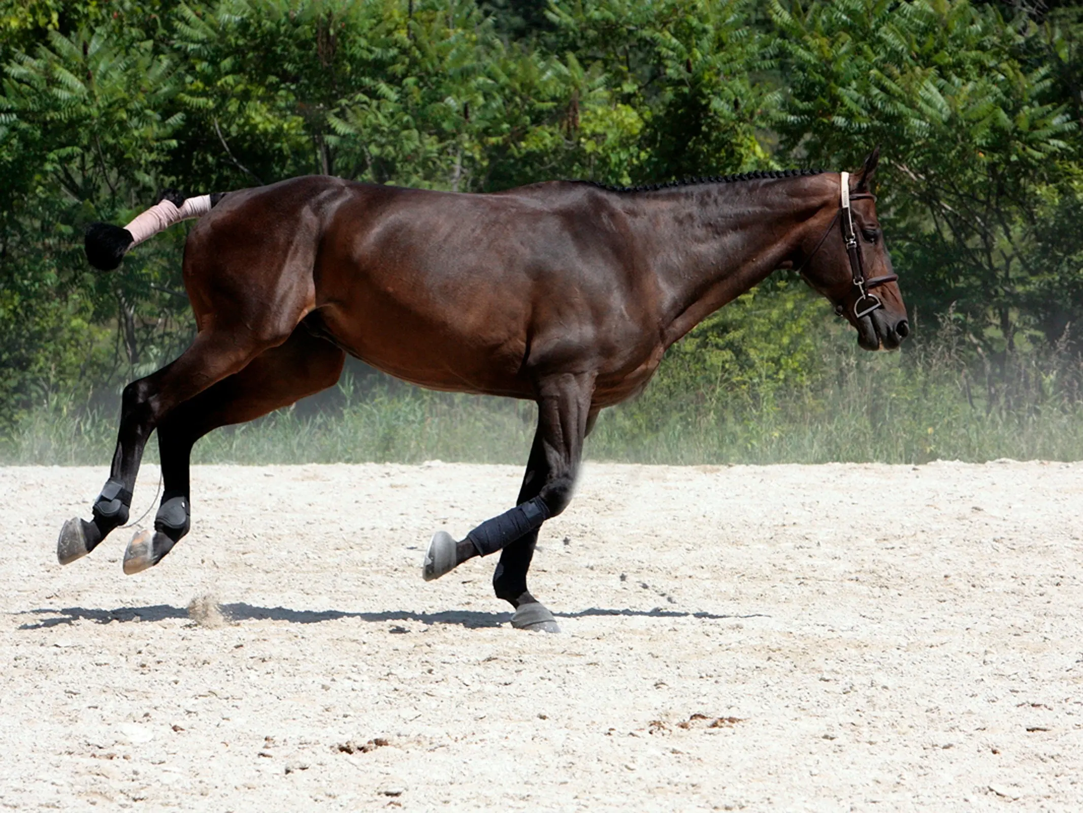 American Warmblood