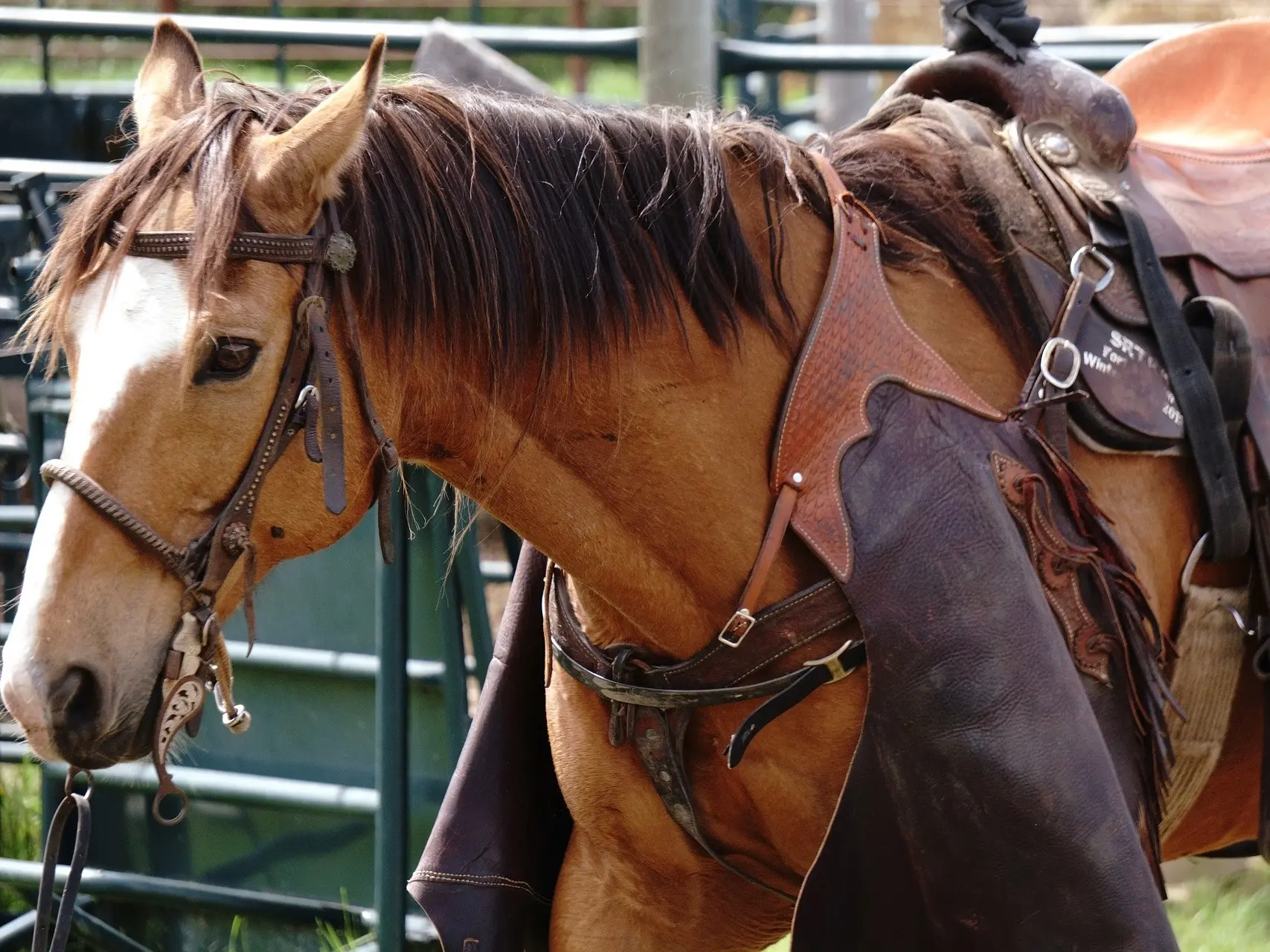 Tied horse in western saddle and bridle