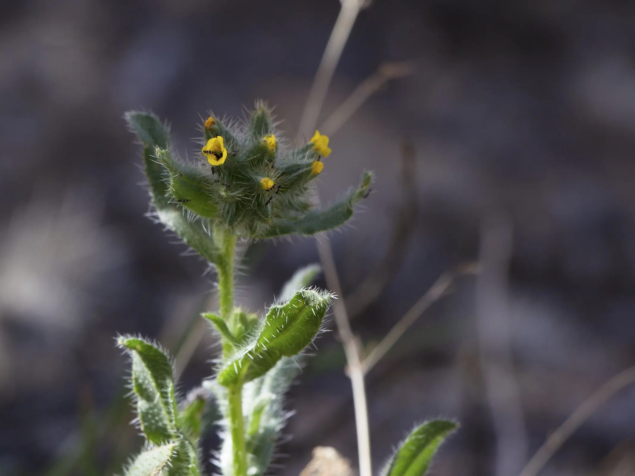 Caterpillar Weed