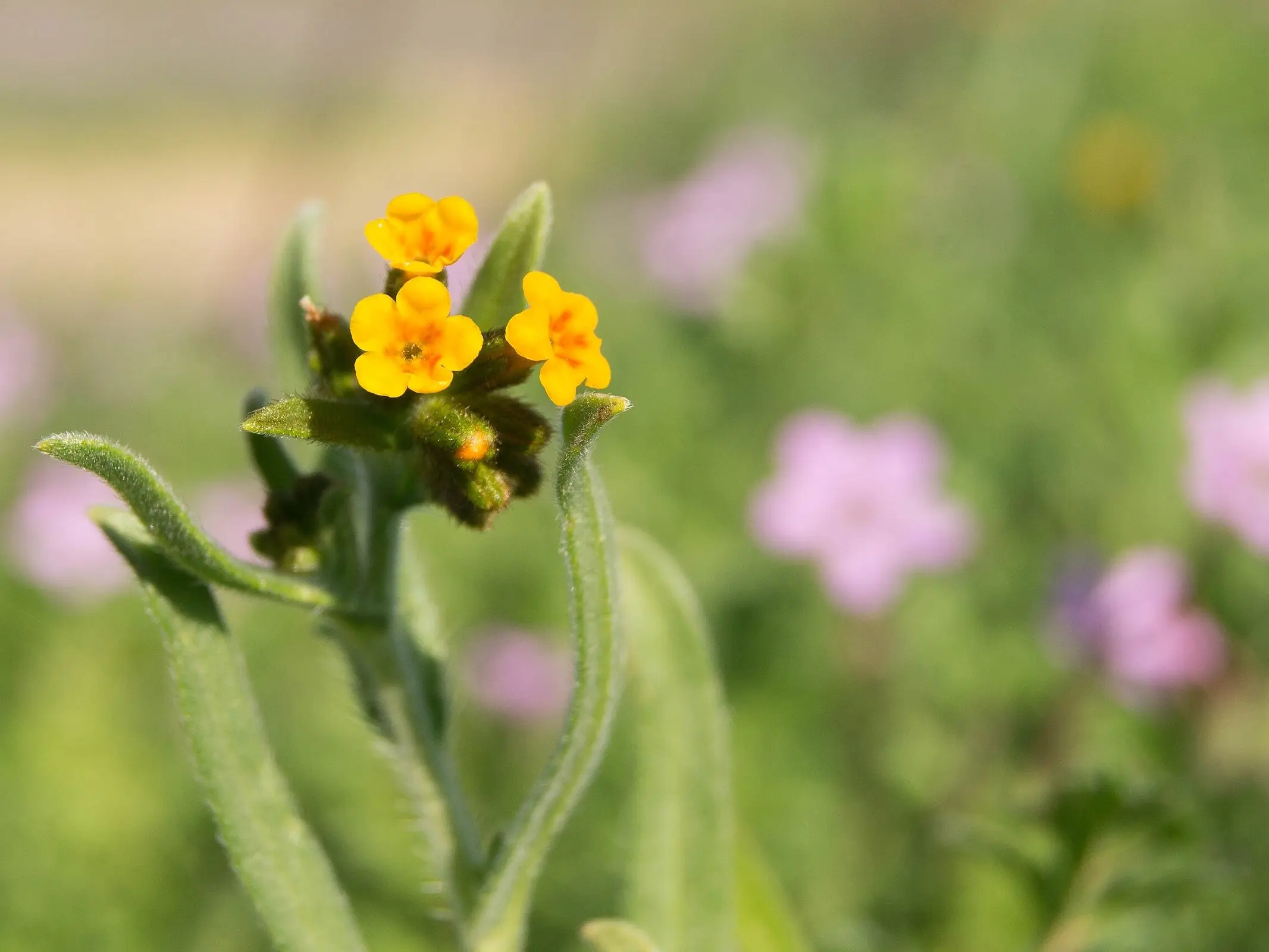 Fiddleneck