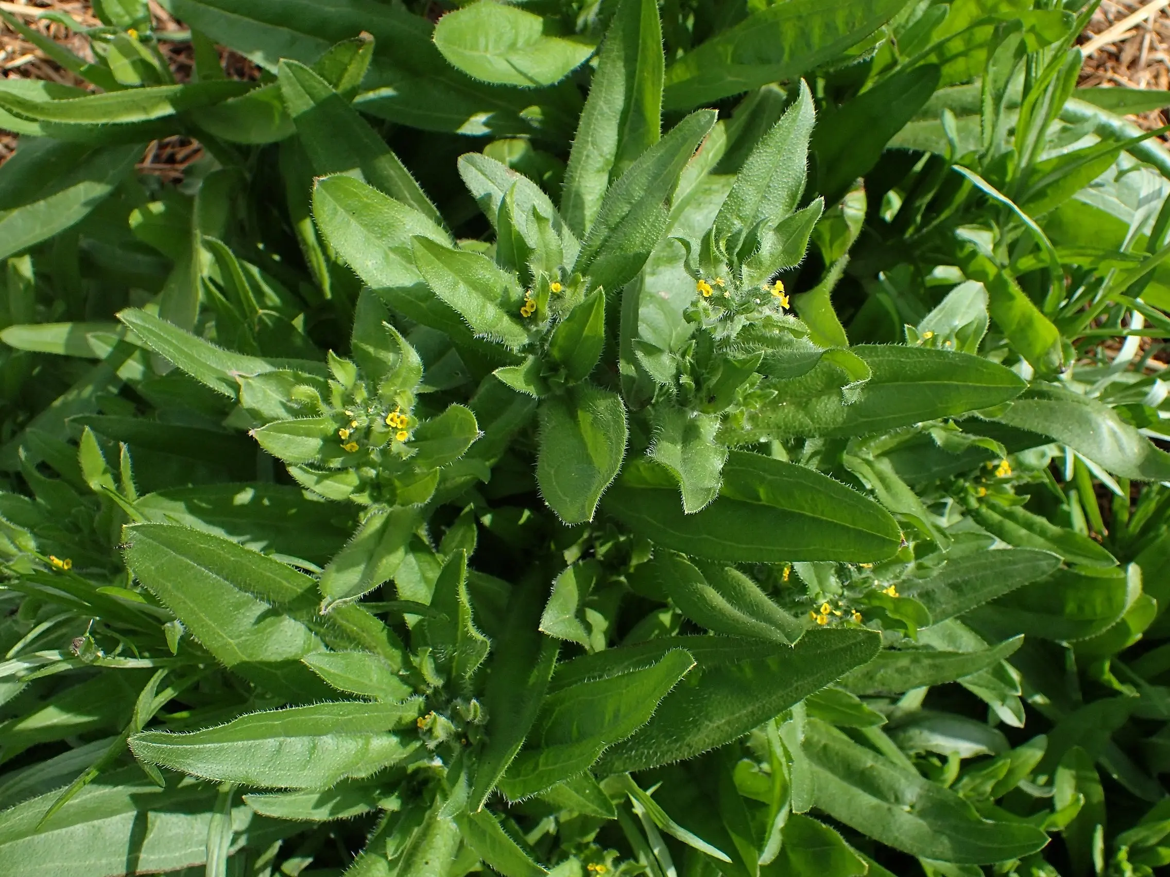 Fiddleneck