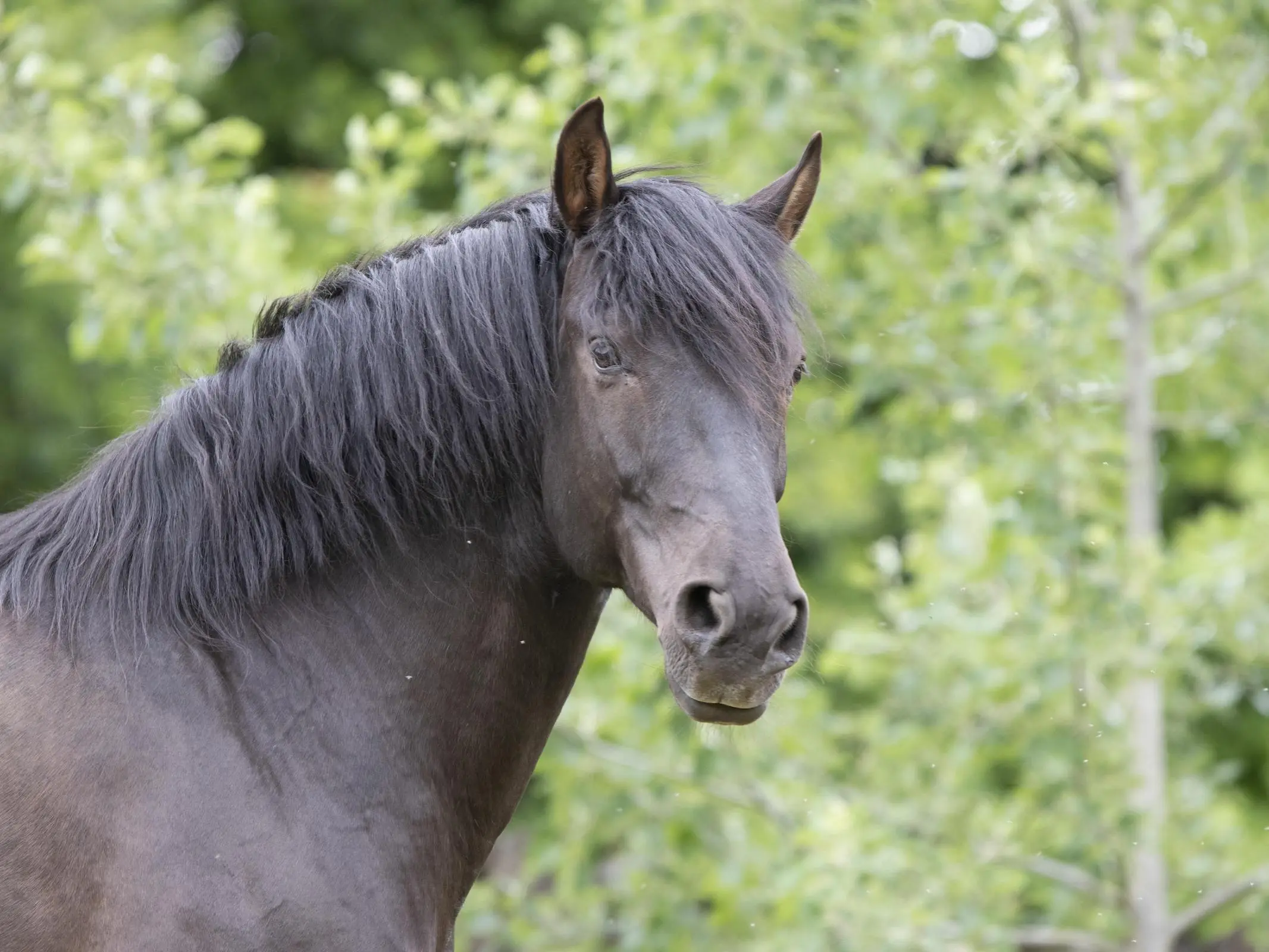 Andalusian Horse