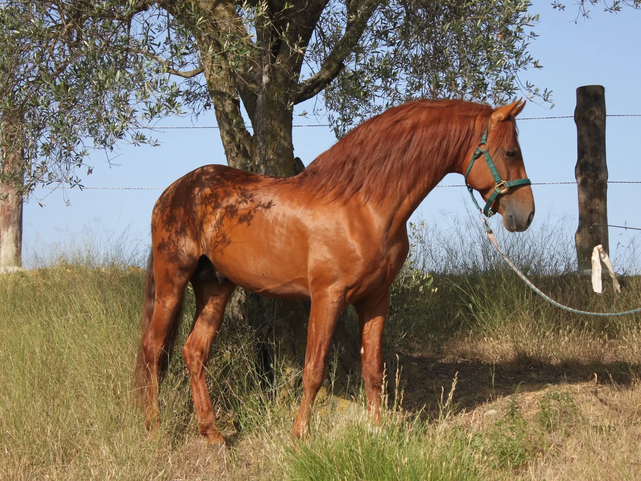 Chestnut Andalusian Horse