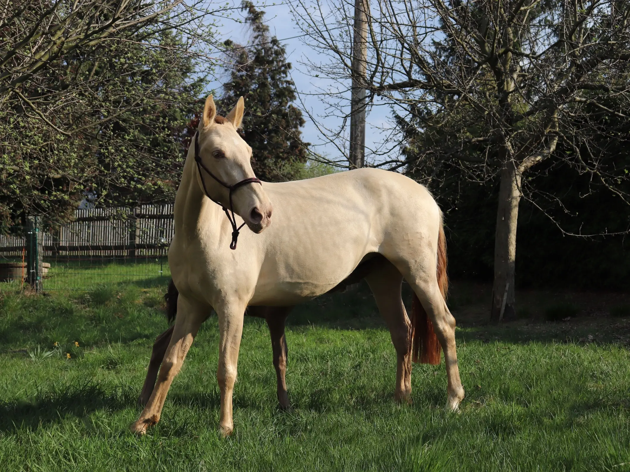 Andalusian Horse