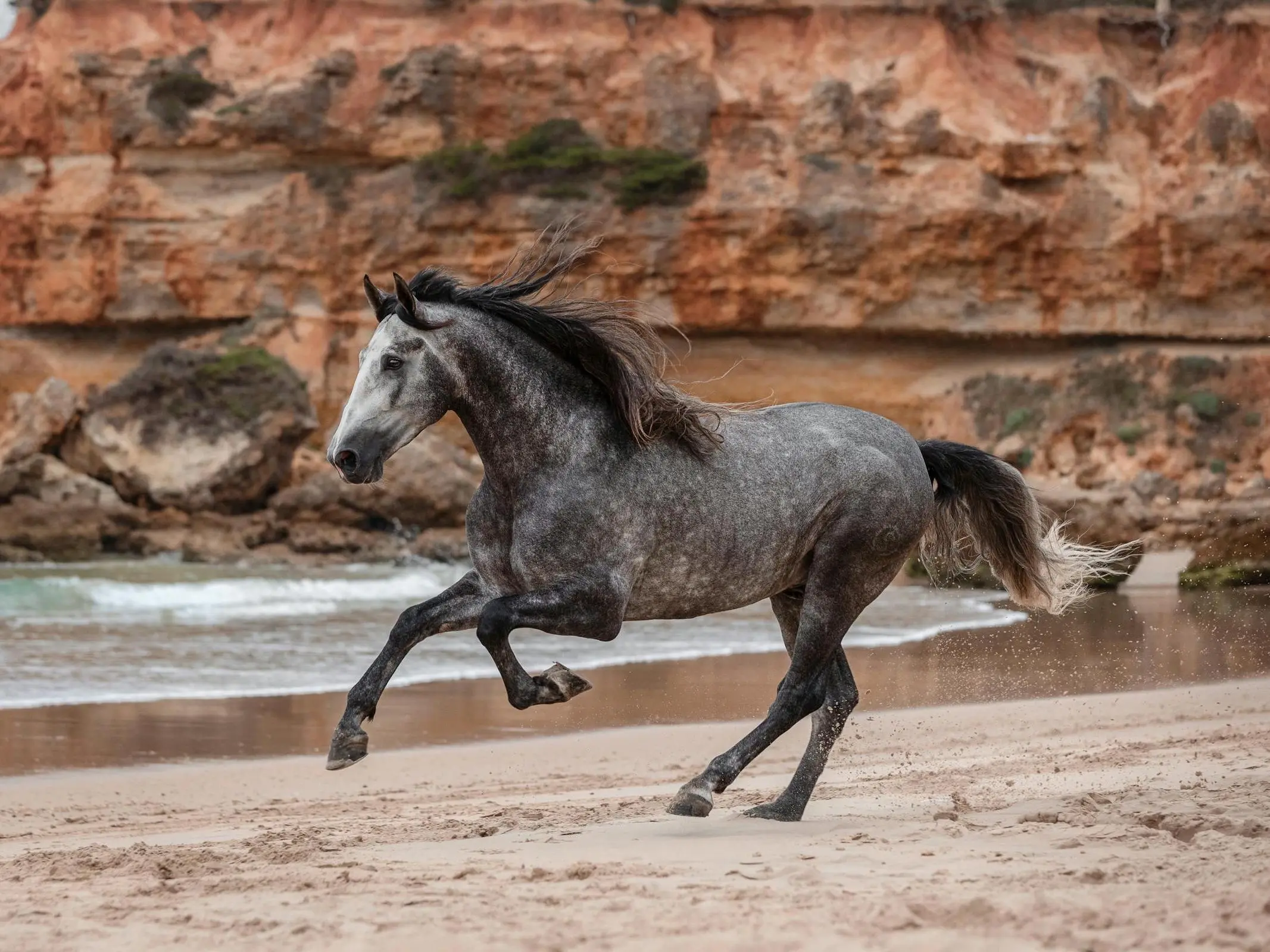 Andalusian Horse