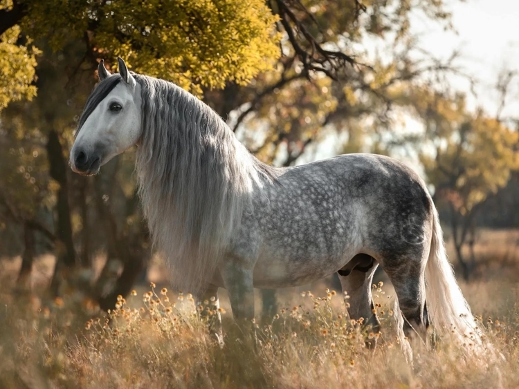Andalusian horse
