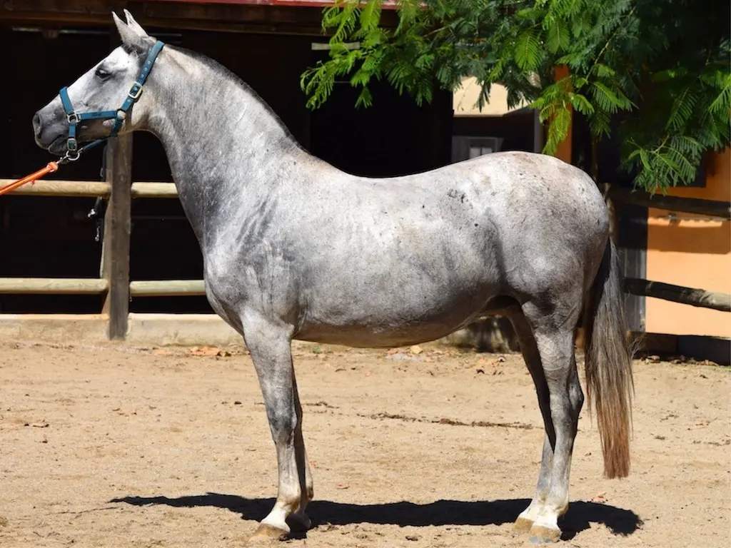 Andalusian Horse