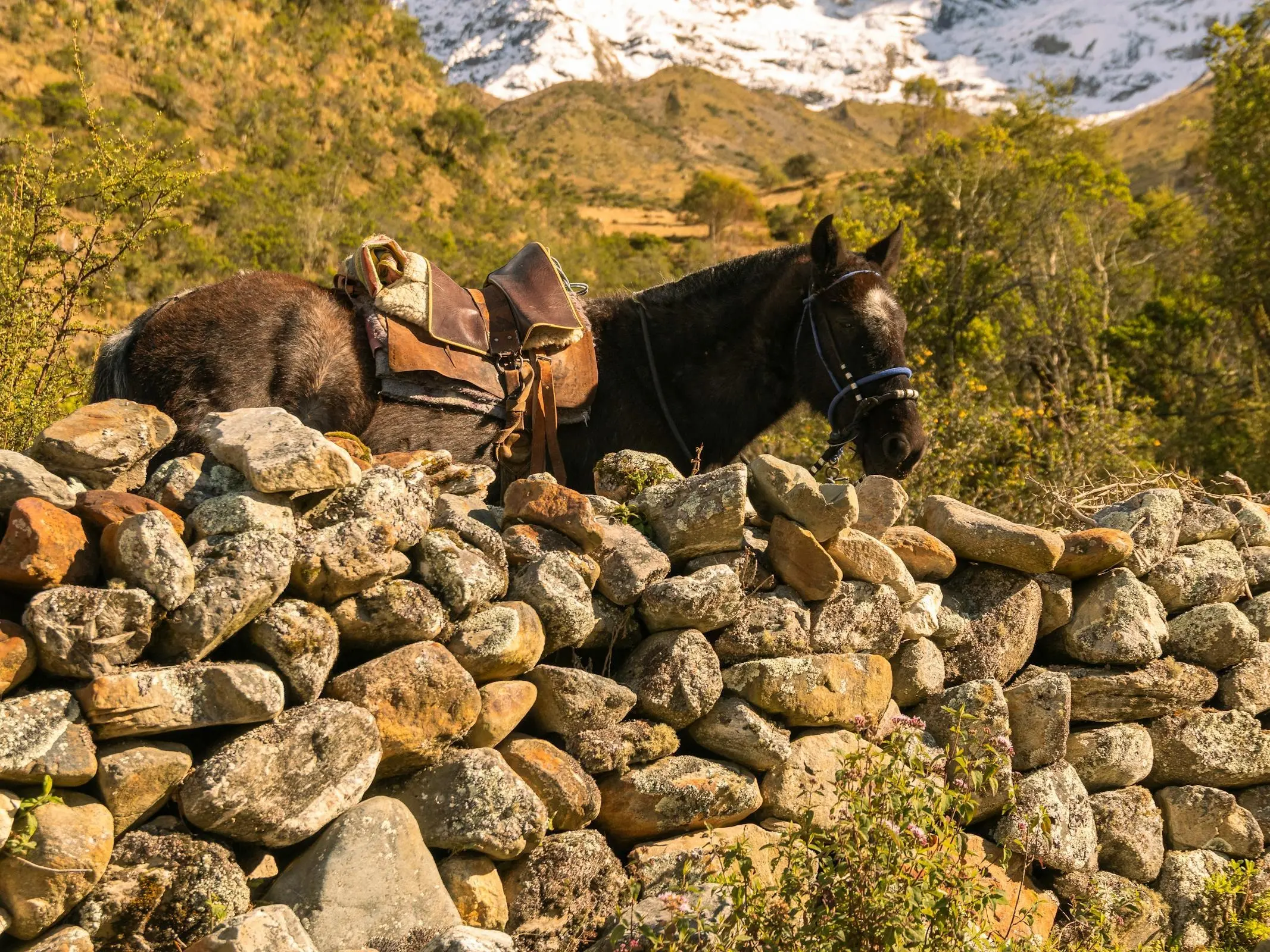 Andean Horse