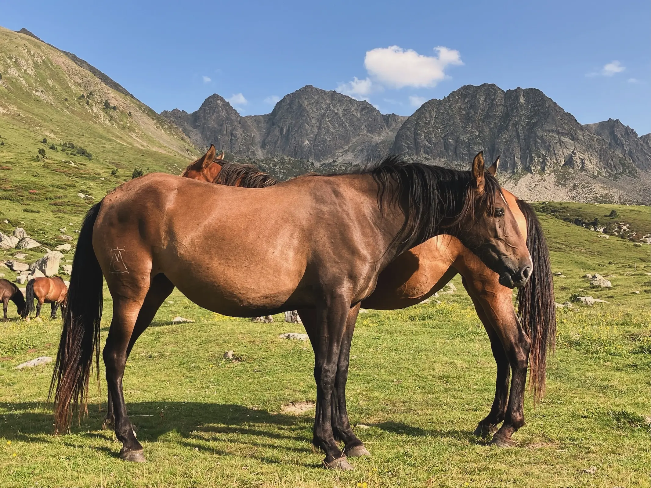 Horse in Andorra
