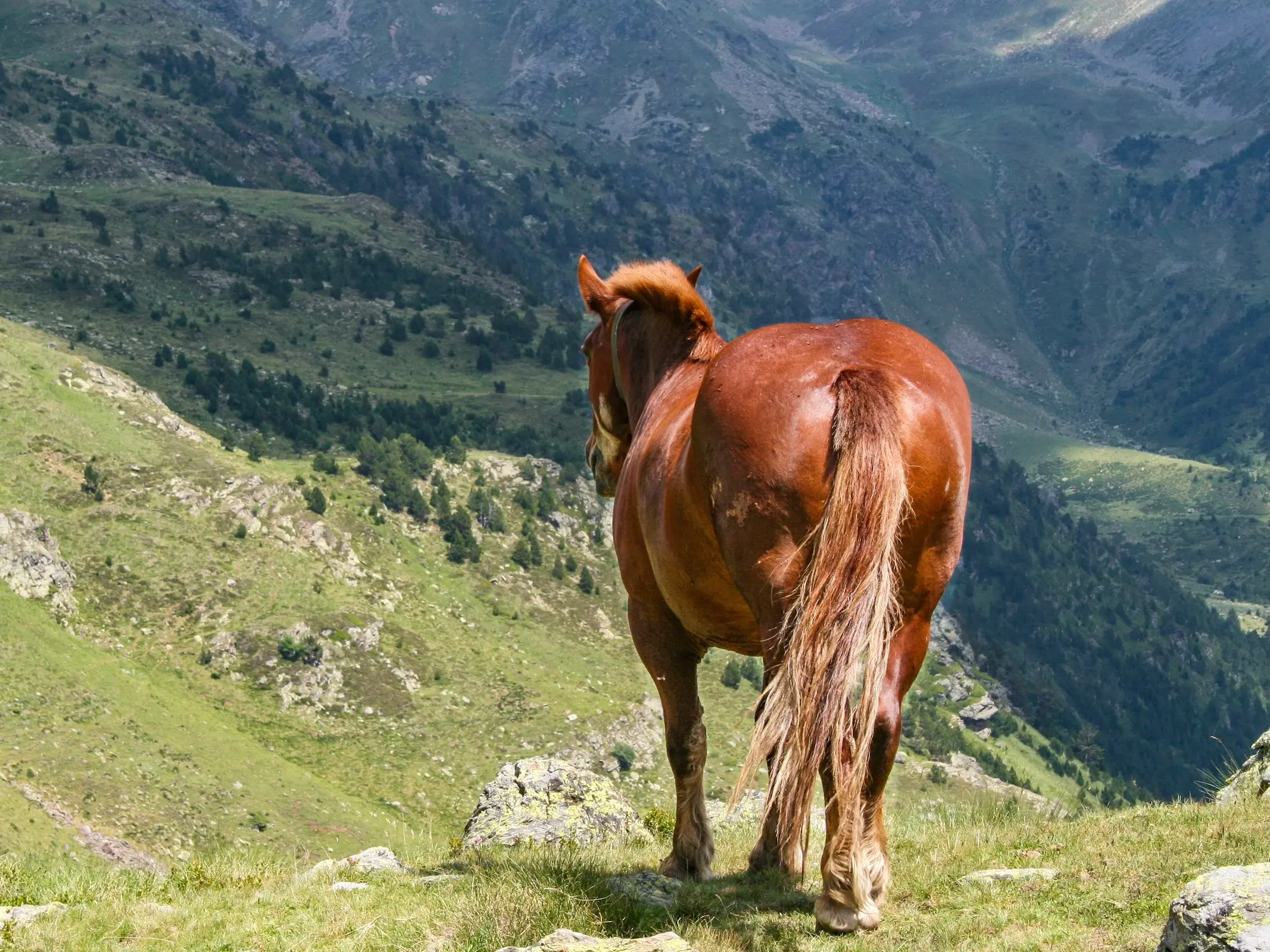 Horse in Andorra