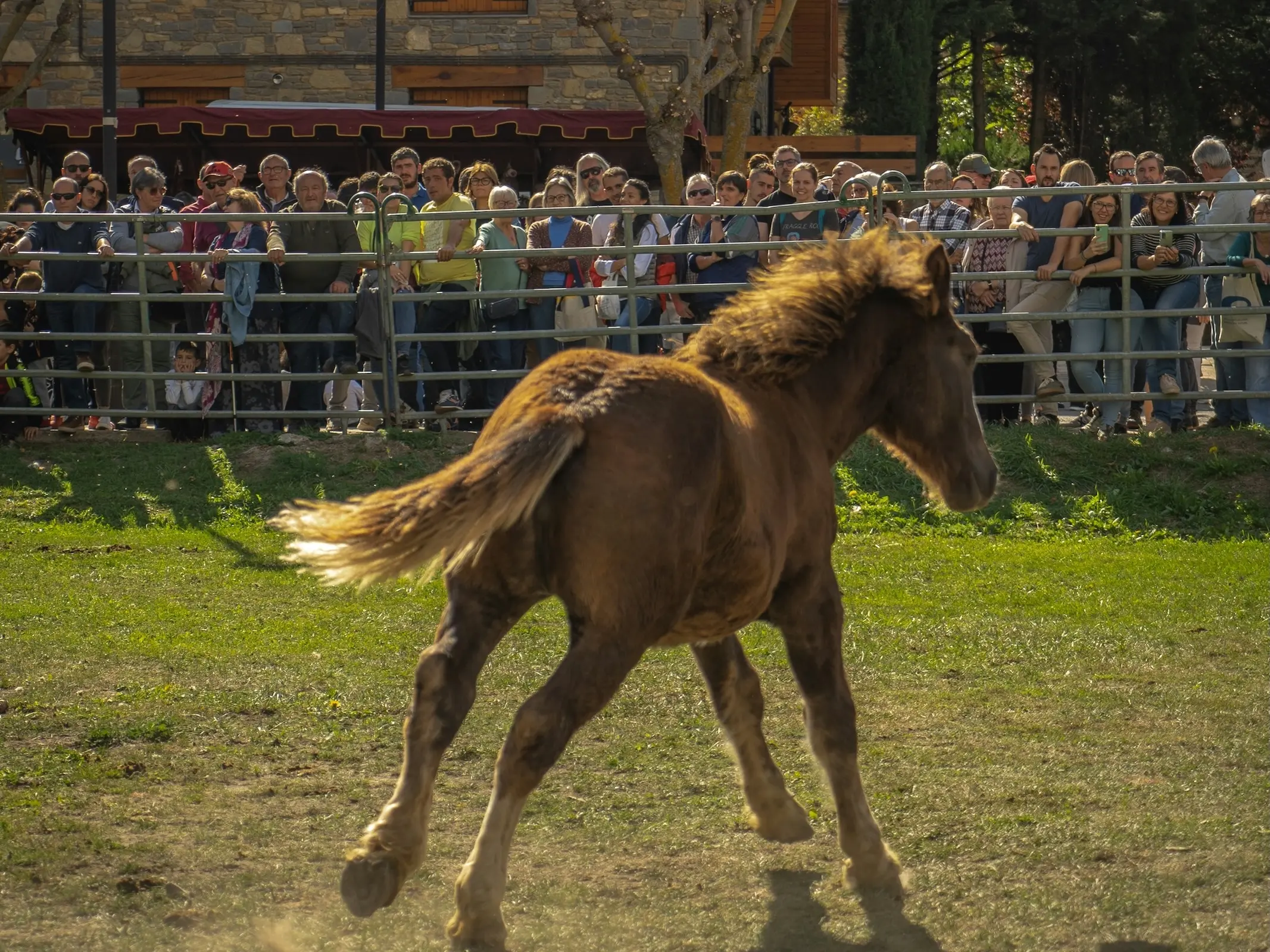Horse in Andorra
